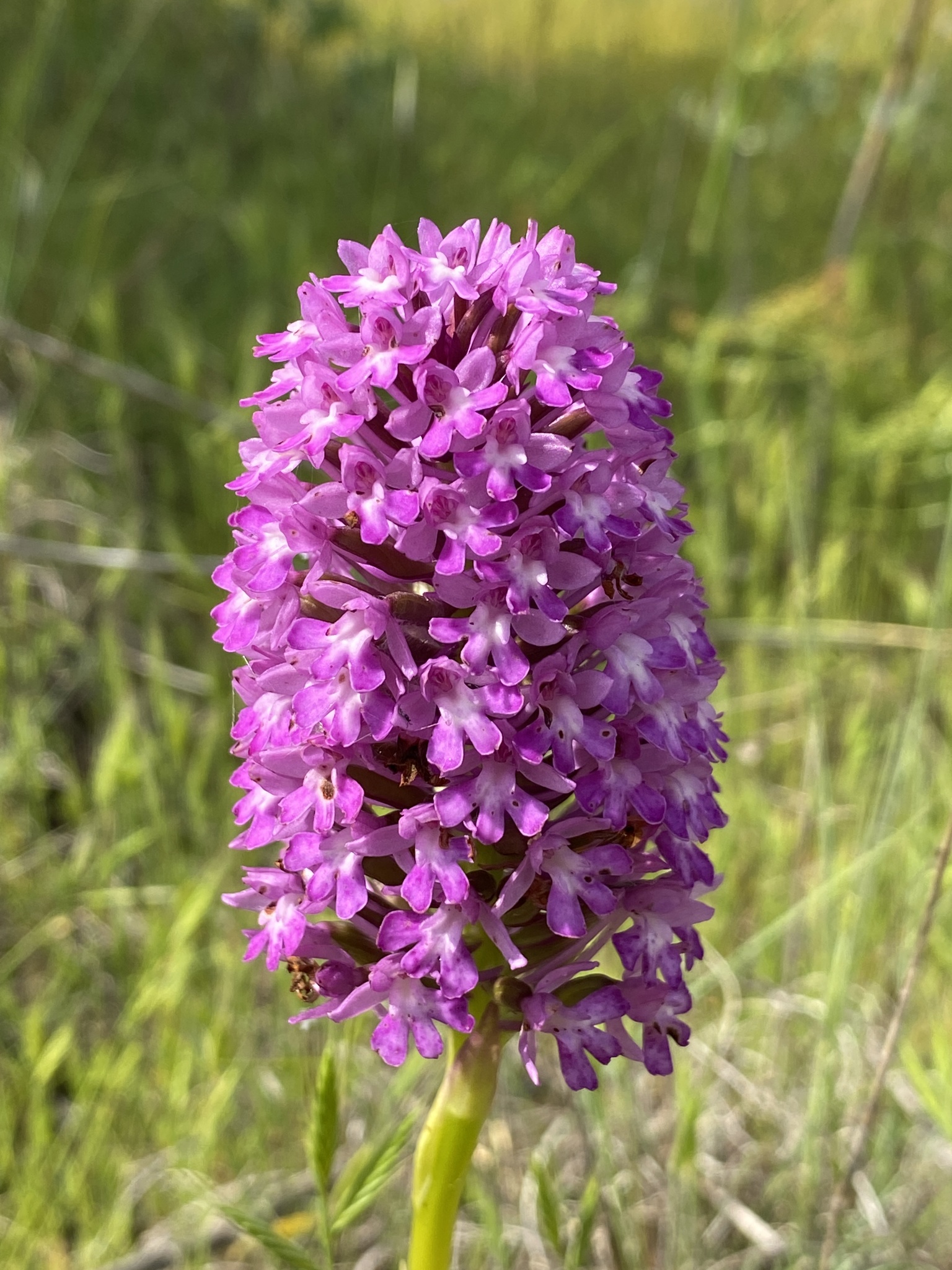 Photo of pyramidal orchid (6/12)