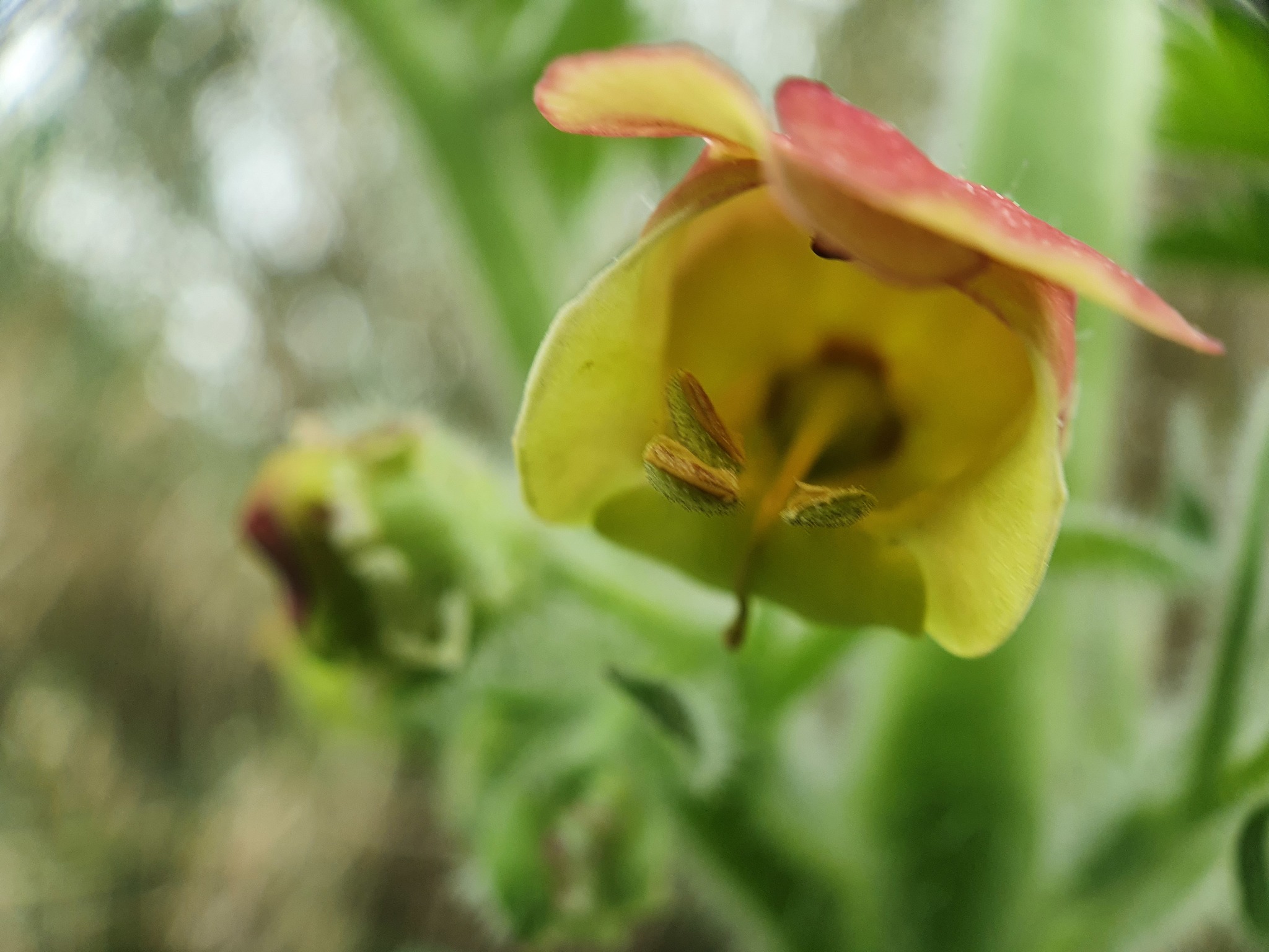 Photo of Scrophularia grandiflora (5/12)