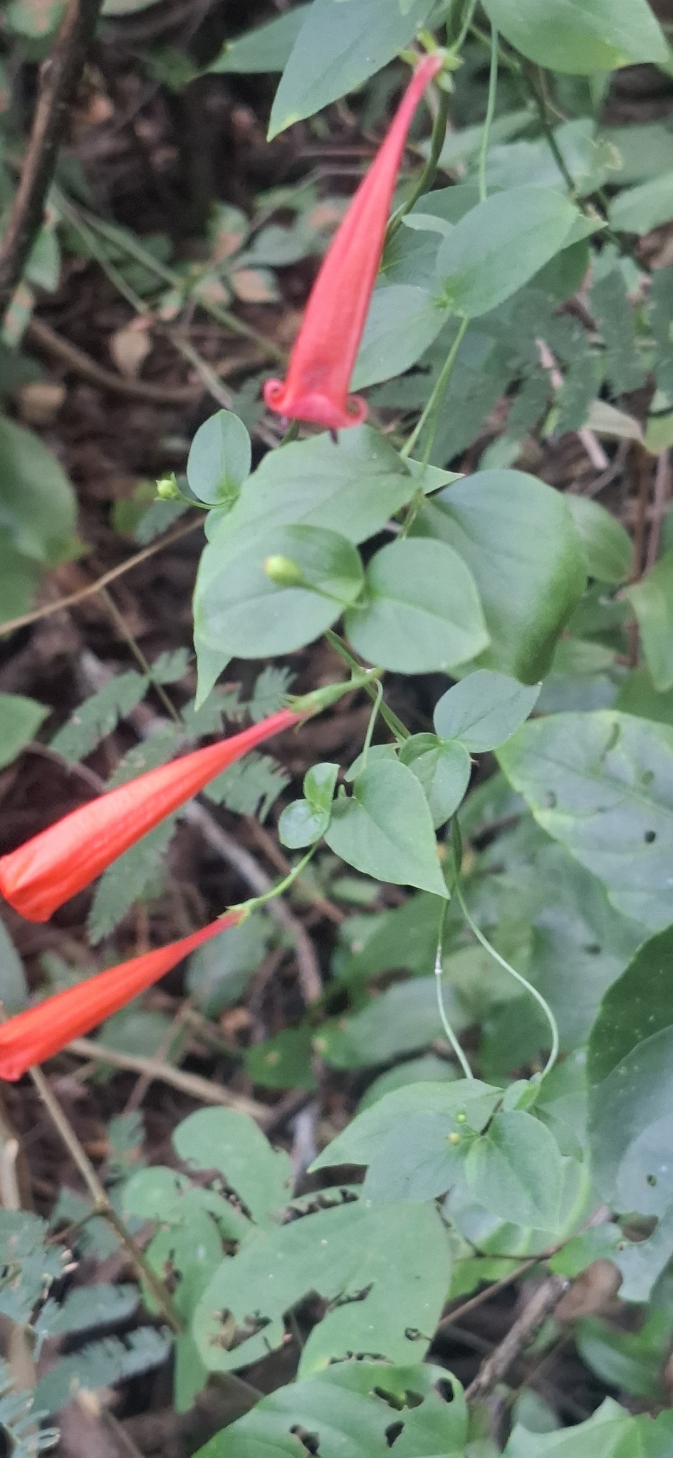 Photo of Firecracker Vine (3/7)