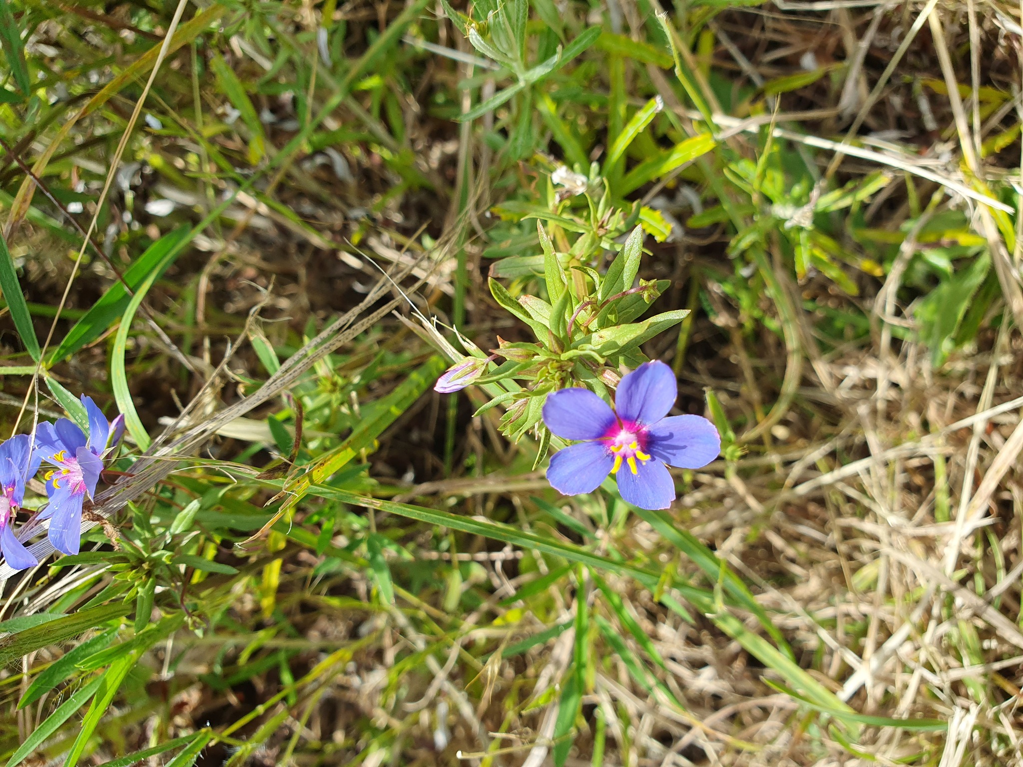 Photo of Flax-leaved Blue Pimpernel (3/12)