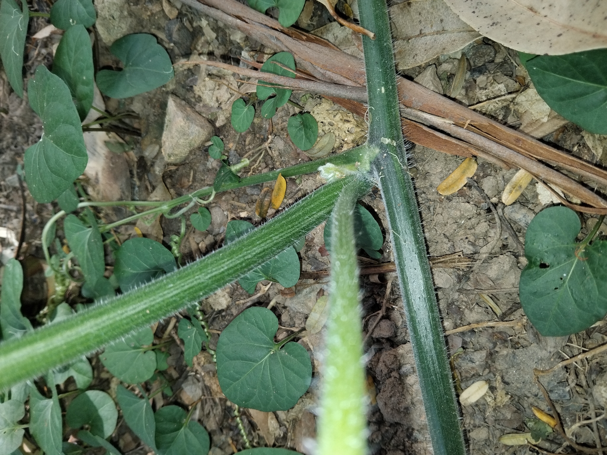 Photo of Cucurbita (7/7)