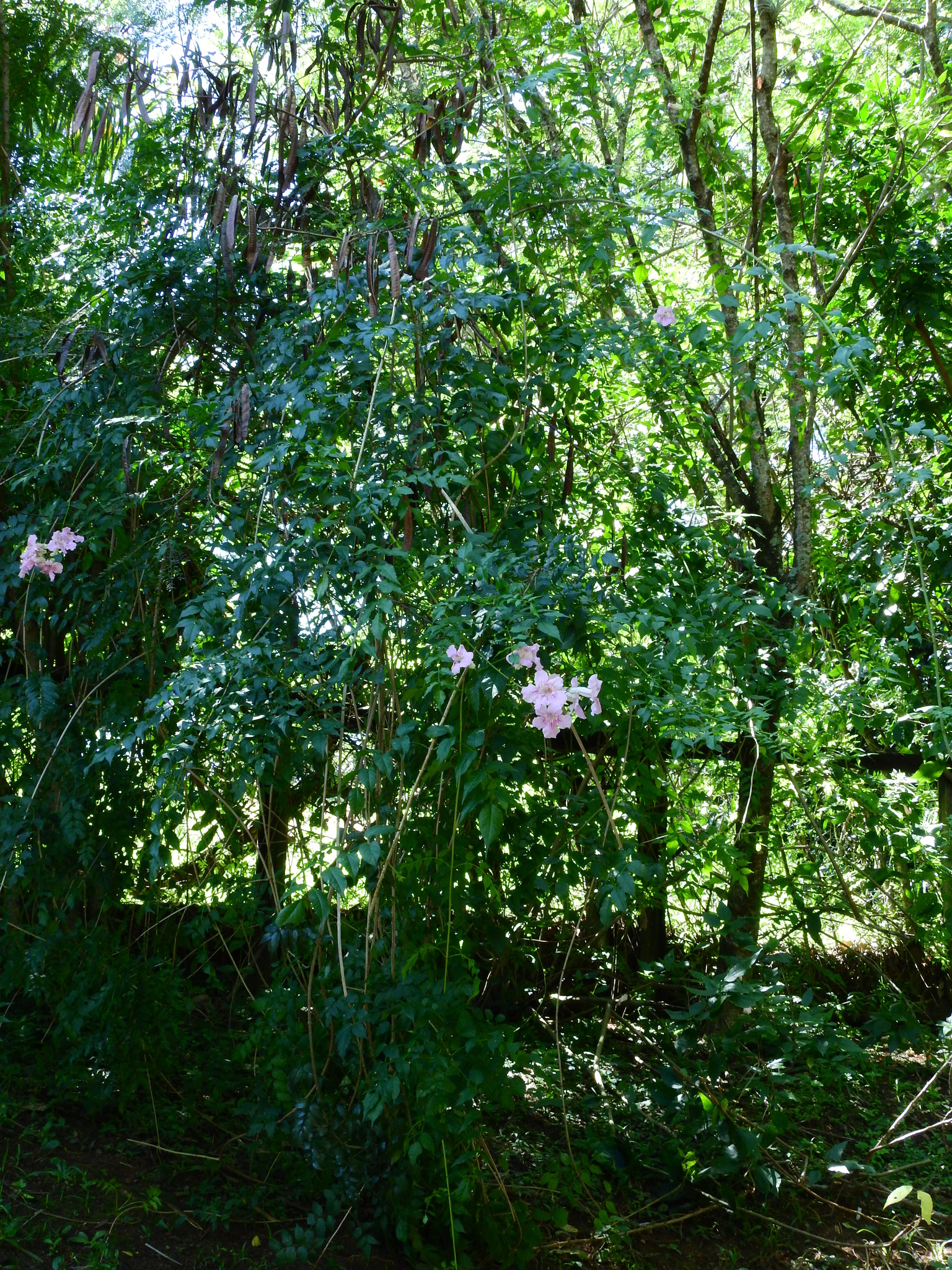 Photo of Pink Trumpet Vine (3/6)