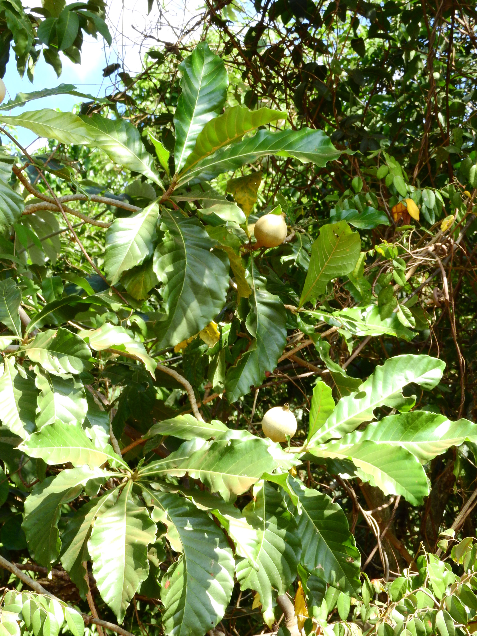 Photo of Genipap Tree (5/6)