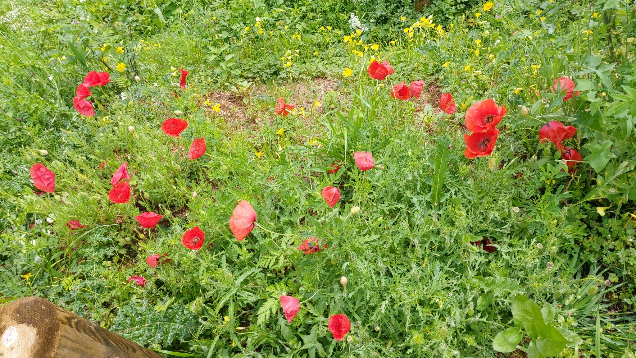 Photo of common poppy (9/12)