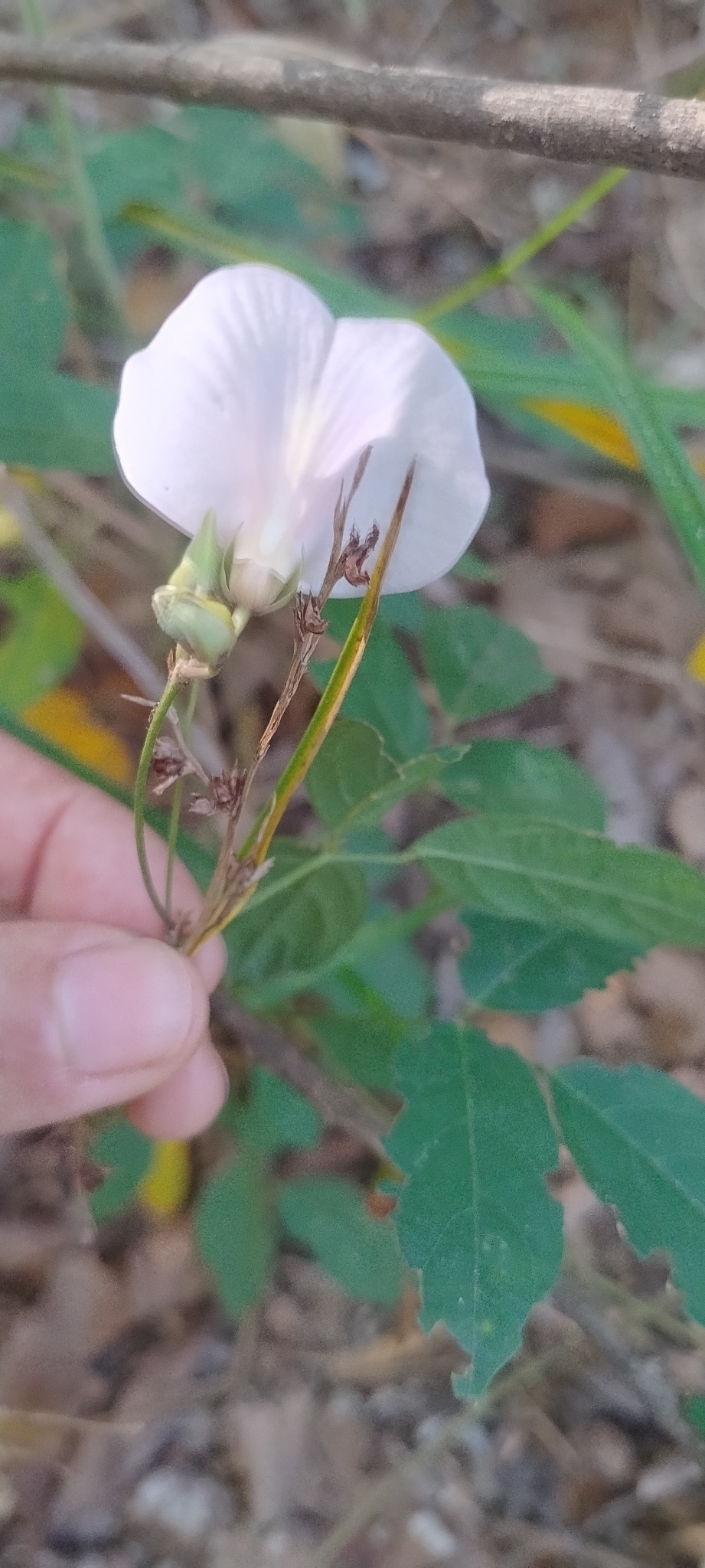 Photo of butterfly pea (4/9)