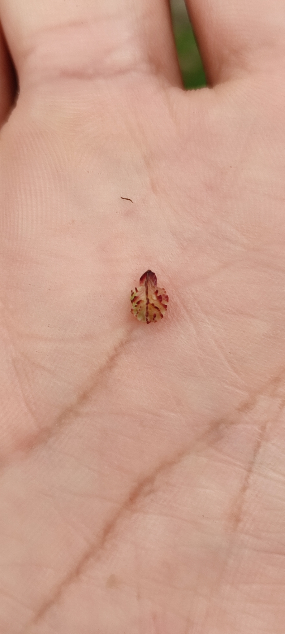 Photo of Camarea ericoides (1/8)