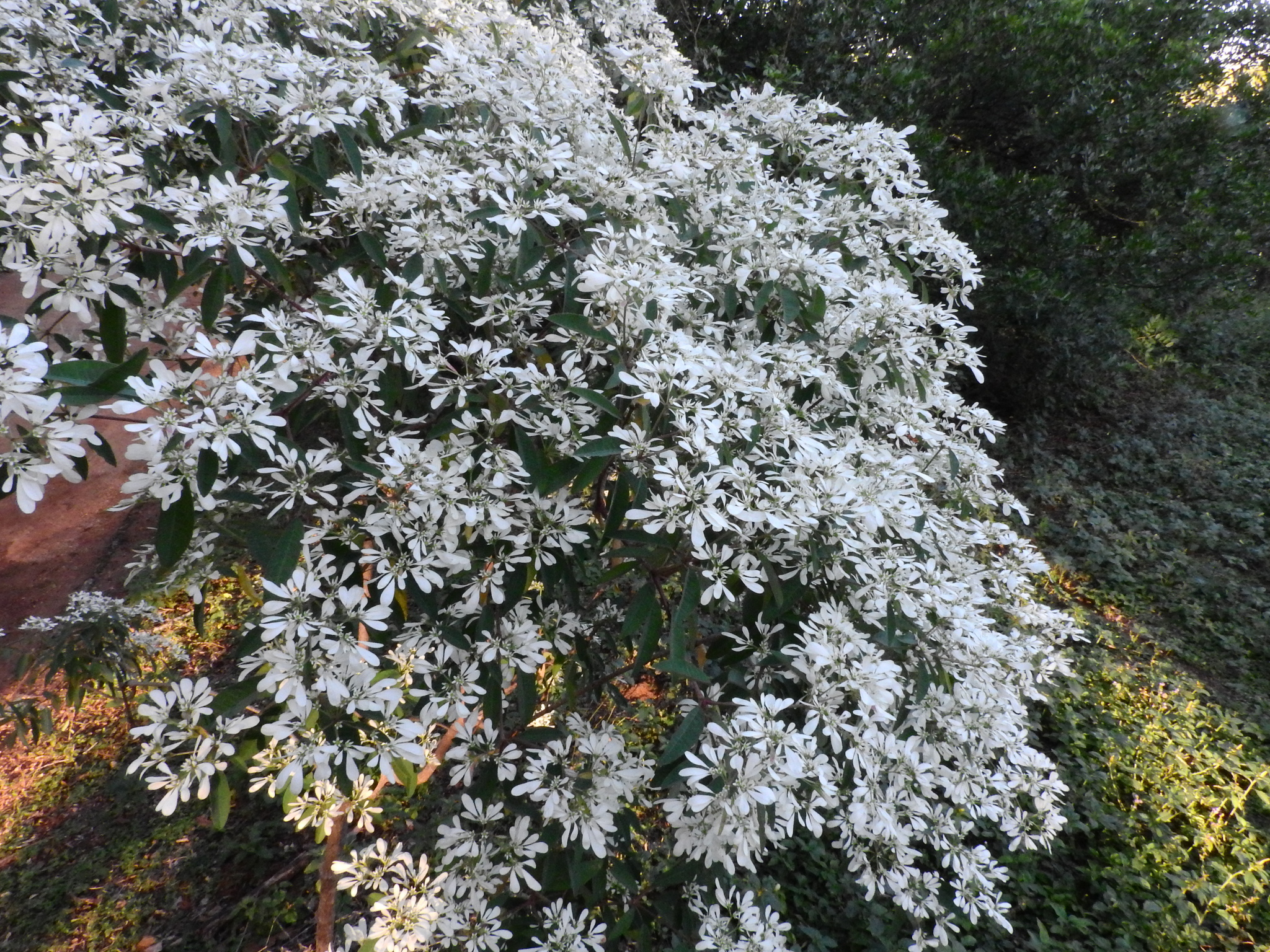 Photo of pascuita (7/8)