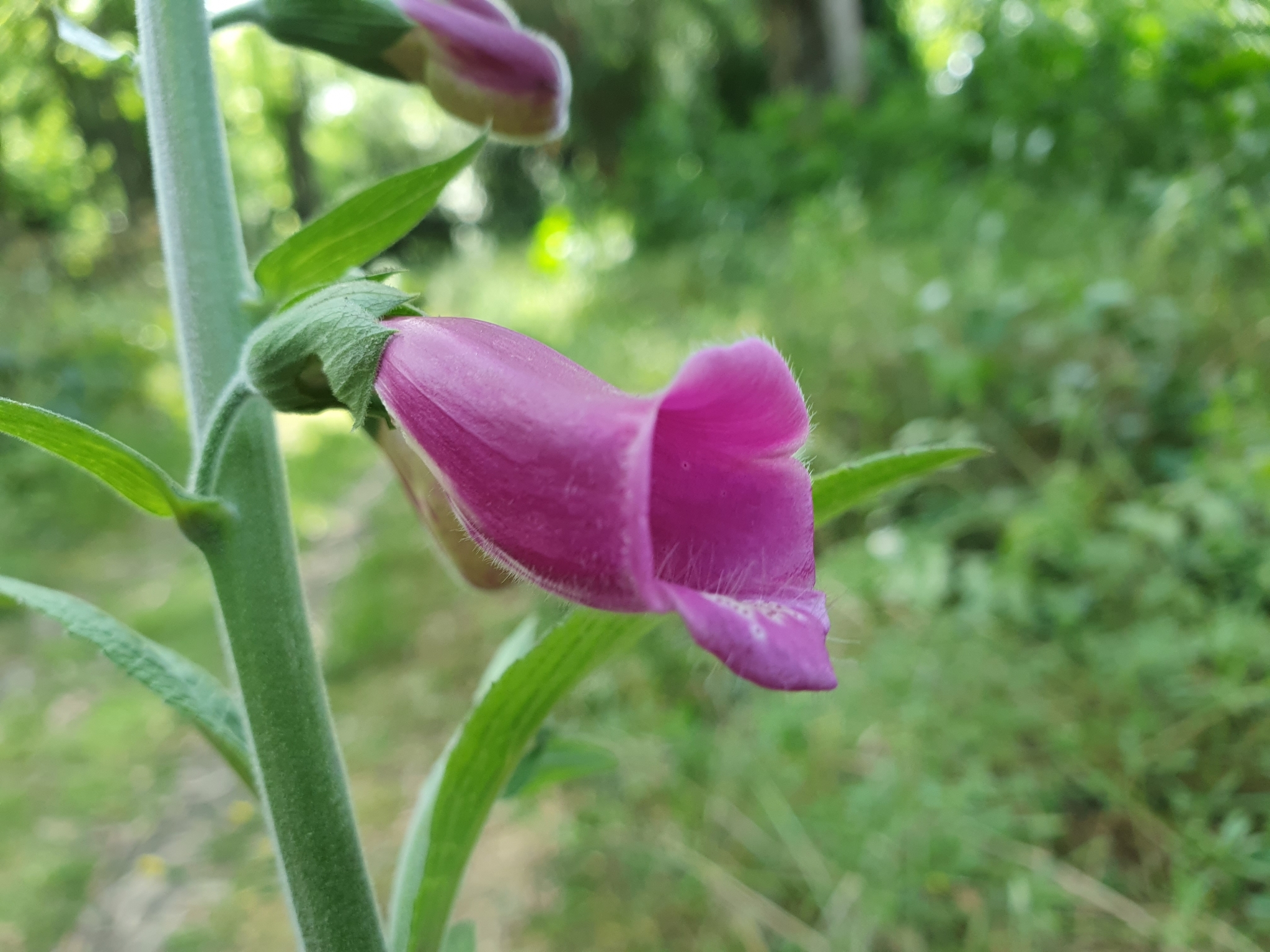 Photo of purple foxglove (3/12)