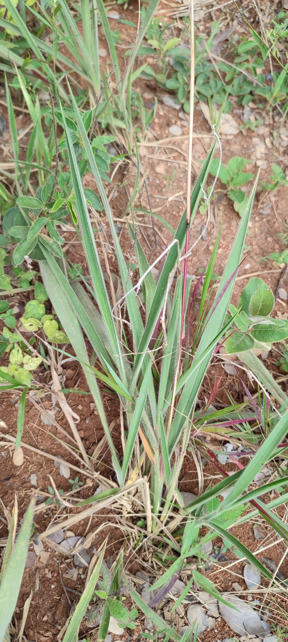 Photo of Eragrostis polytricha (4/12)