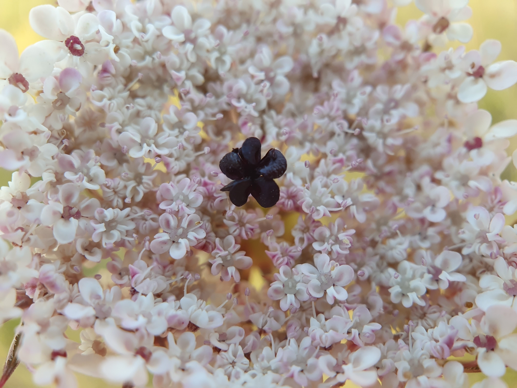 Photo of wild carrot (4/7)