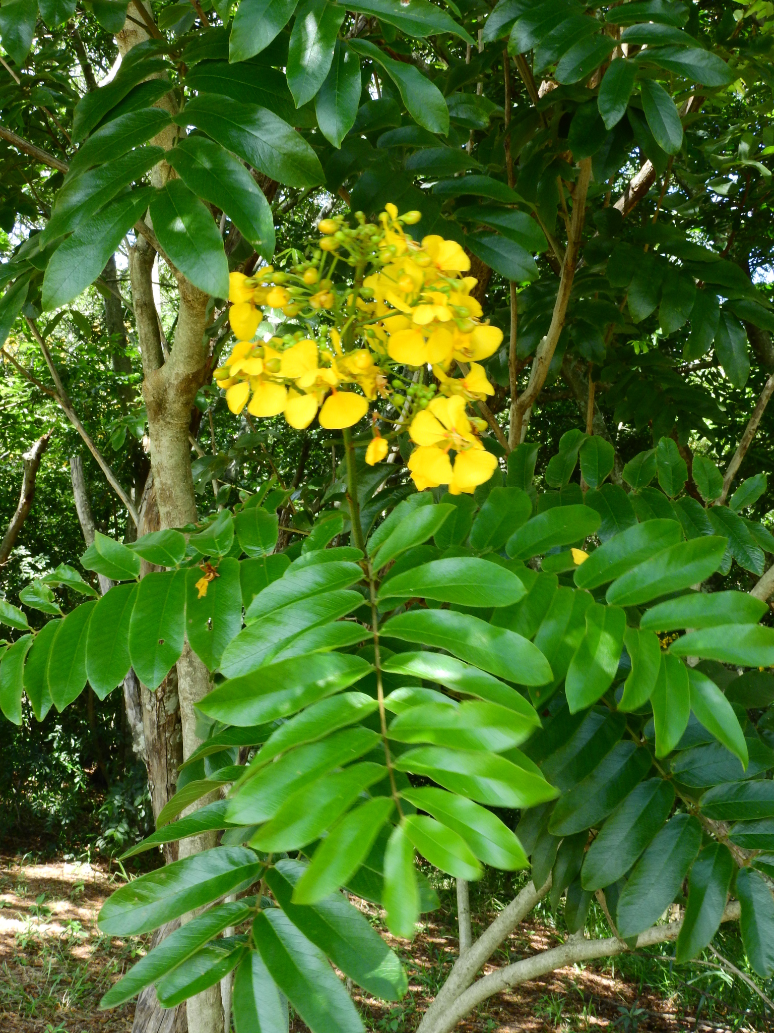 Photo of Senna silvestris (4/12)