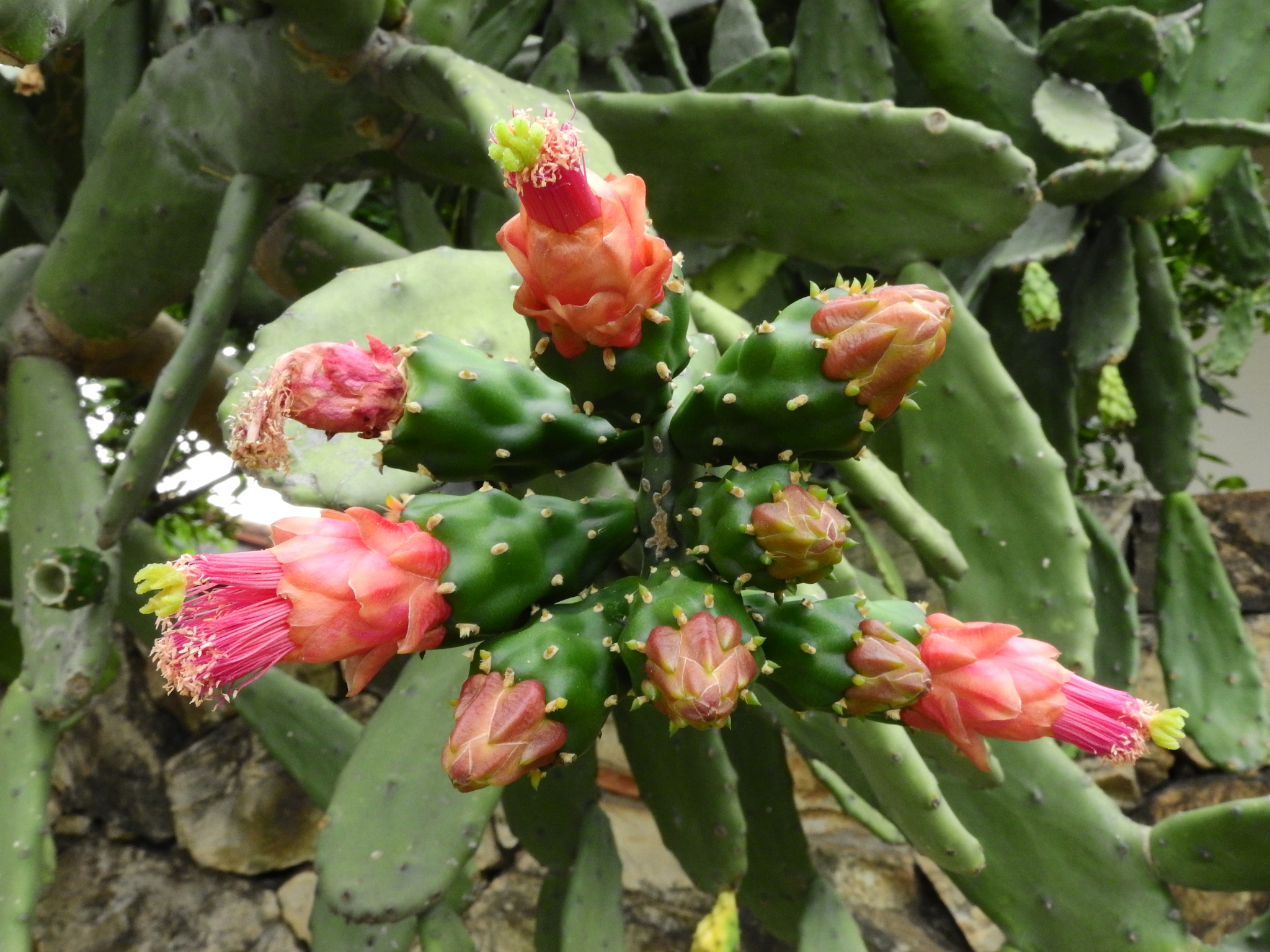 Photo of Cochineal Nopal Cactus (12/12)