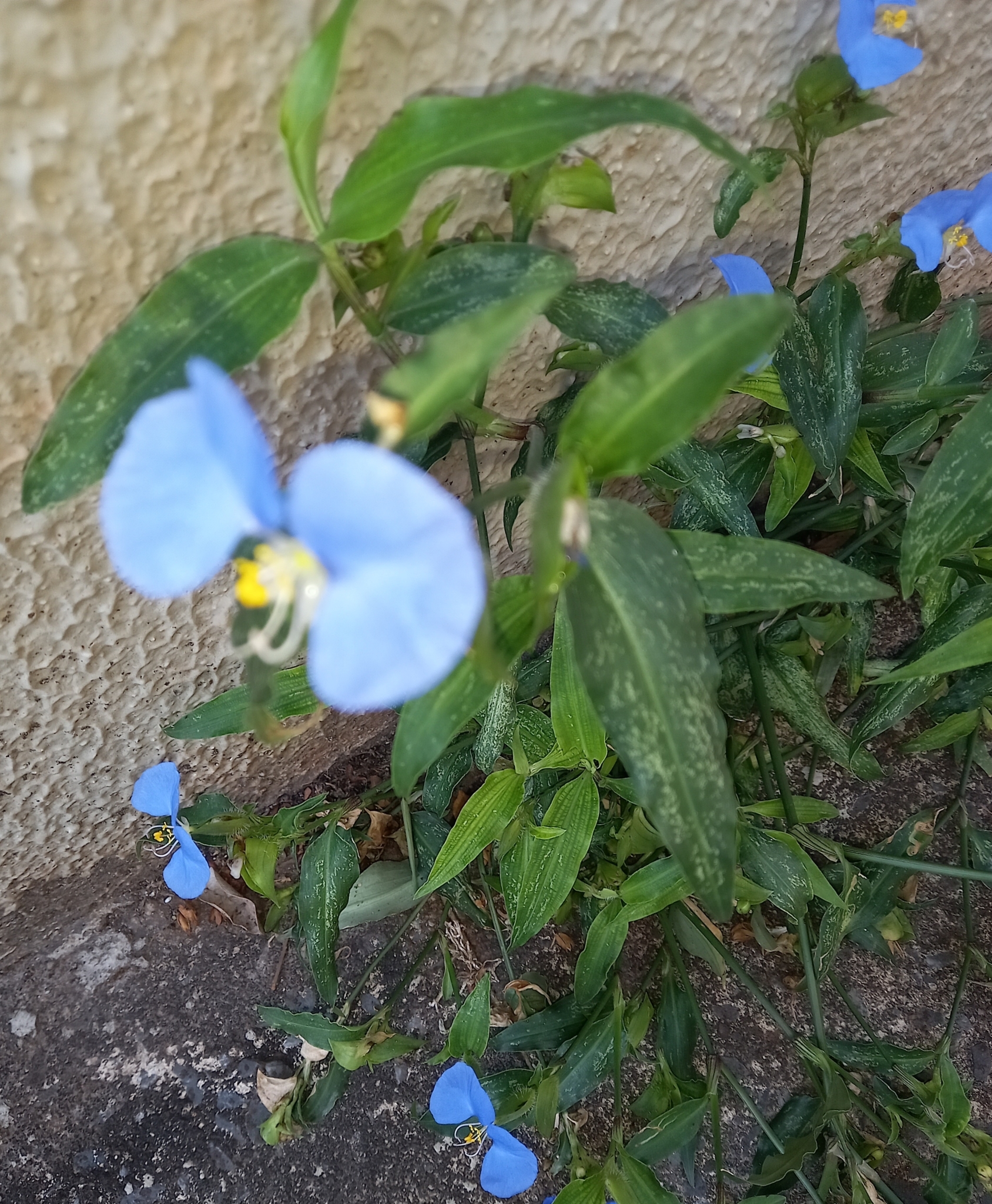 Photo of whitemouth dayflower (7/12)