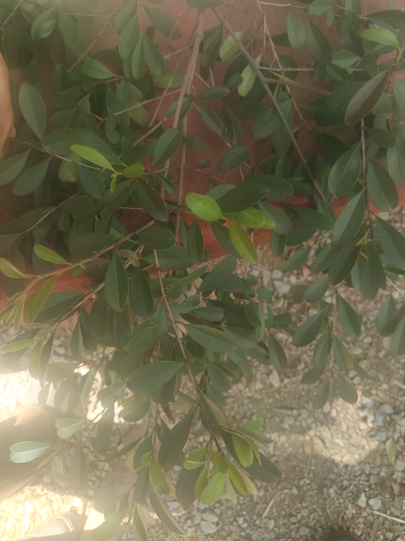 Photo of Chrysophyllum marginatum (5/12)