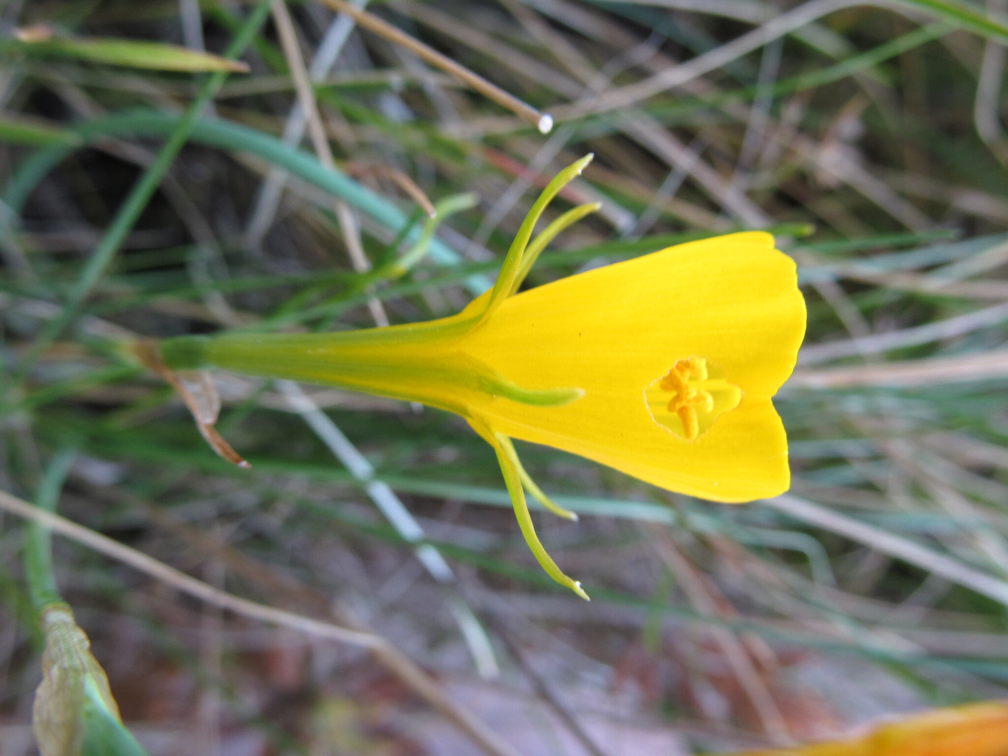 Photo of hoop-petticoat daffodil (2/12)