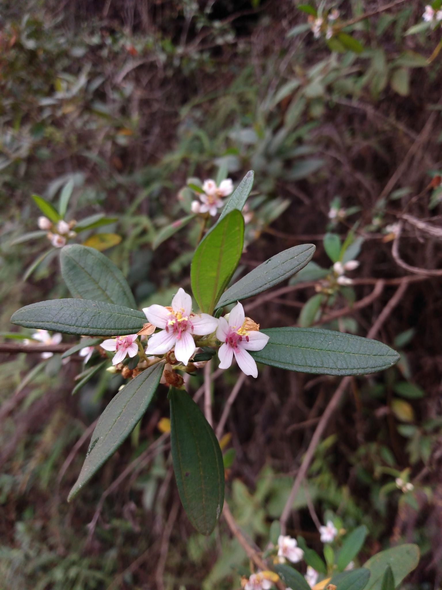 Photo of Trembleya parviflora (7/8)