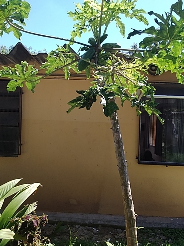 Photo of Papaya (4/12)
