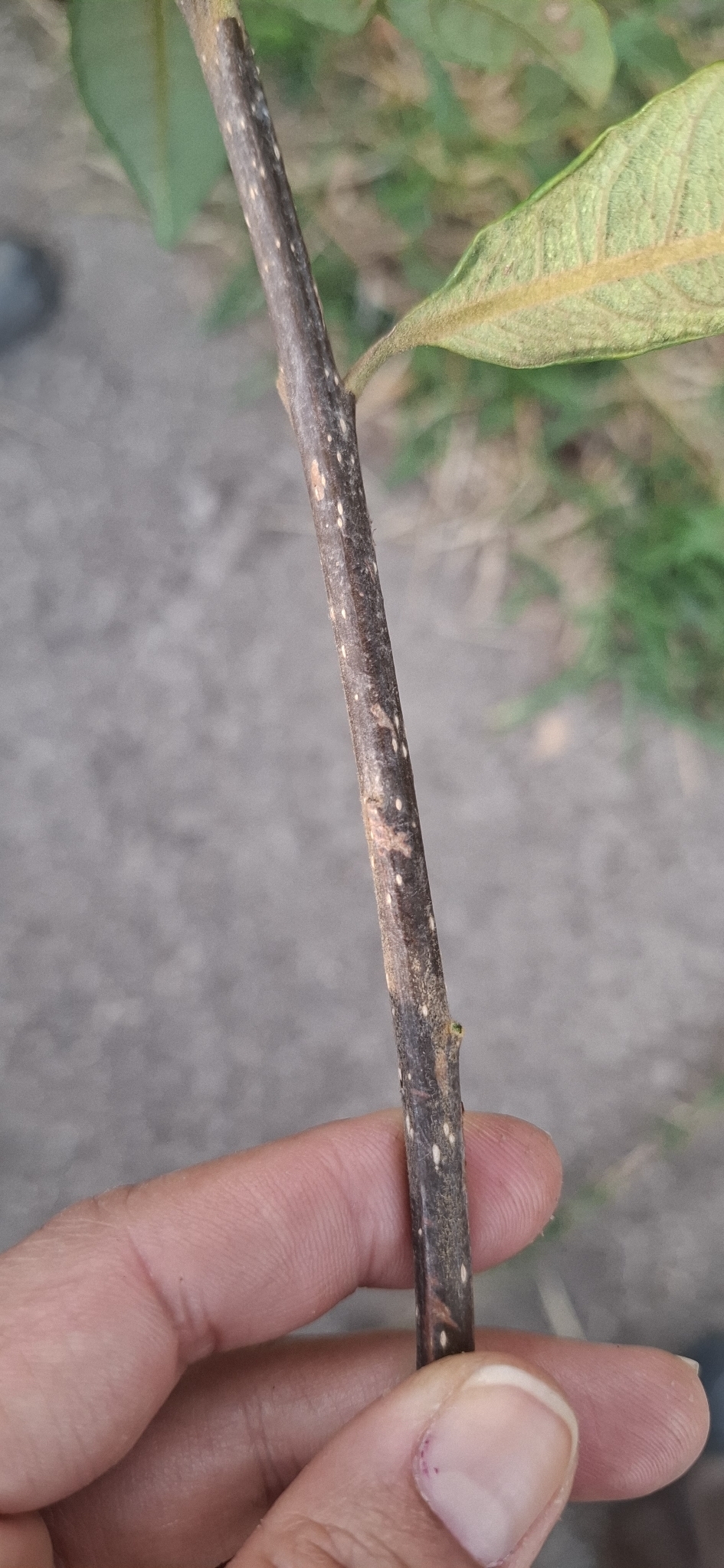 Photo of Aspidosperma tomentosum (3/12)
