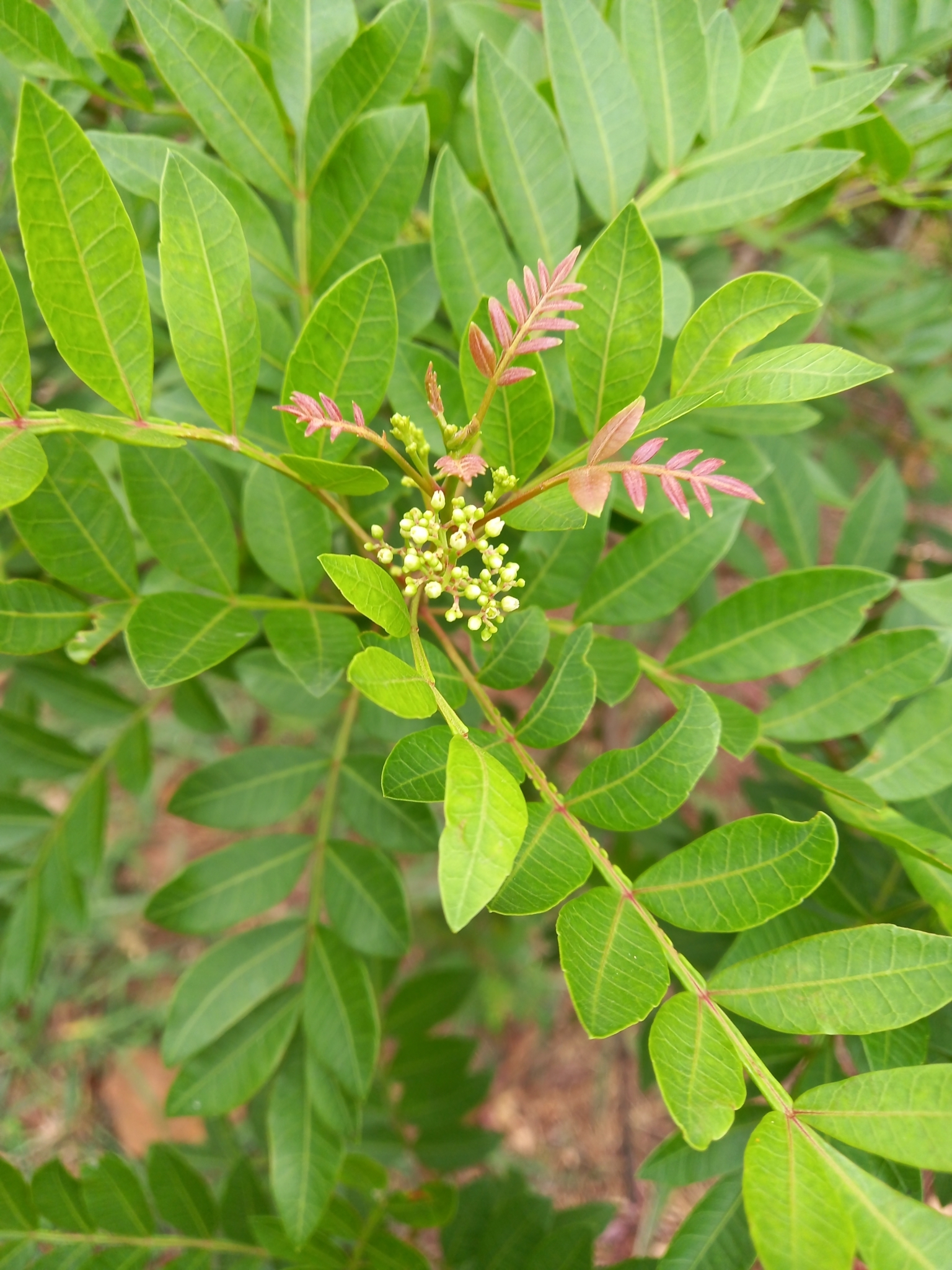 Photo of Brazilian pepper (8/12)