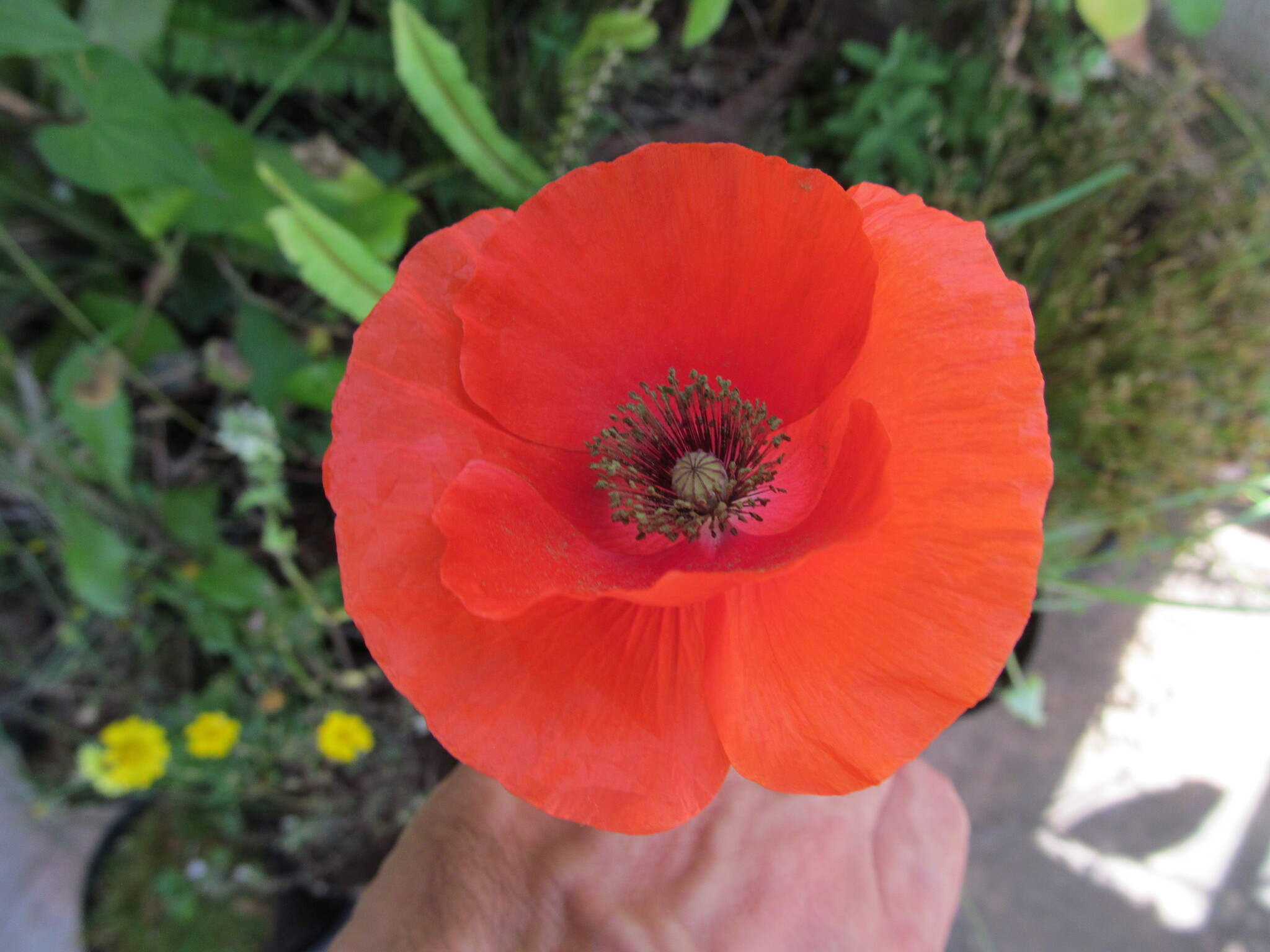 Photo of common poppy (5/12)