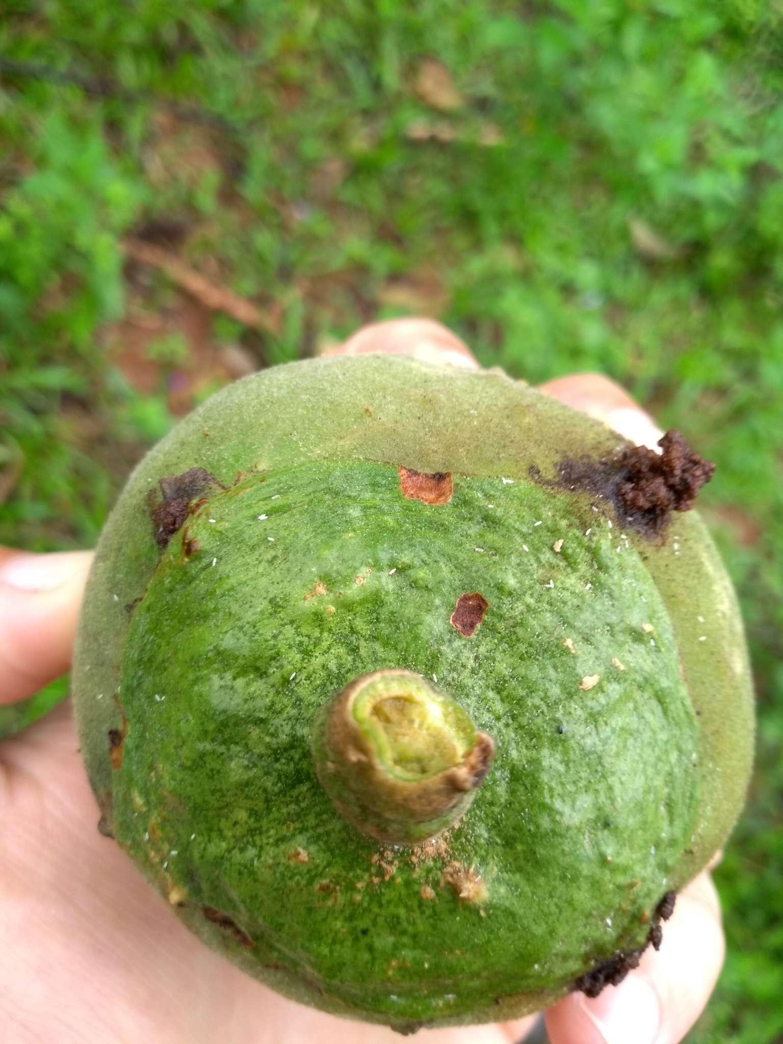 Photo of wolf-apple (7/9)