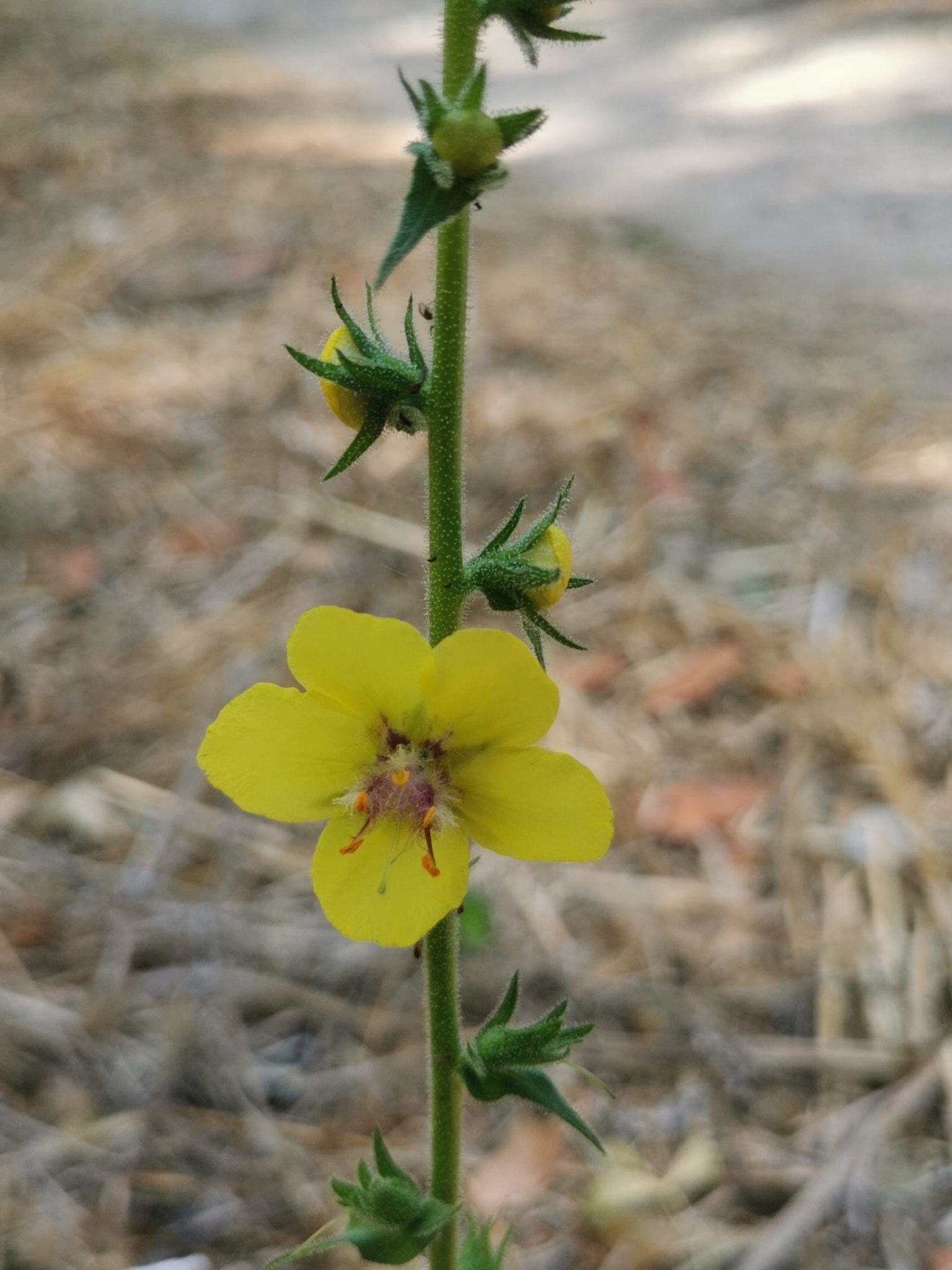 Photo of Wand Mullein (2/8)