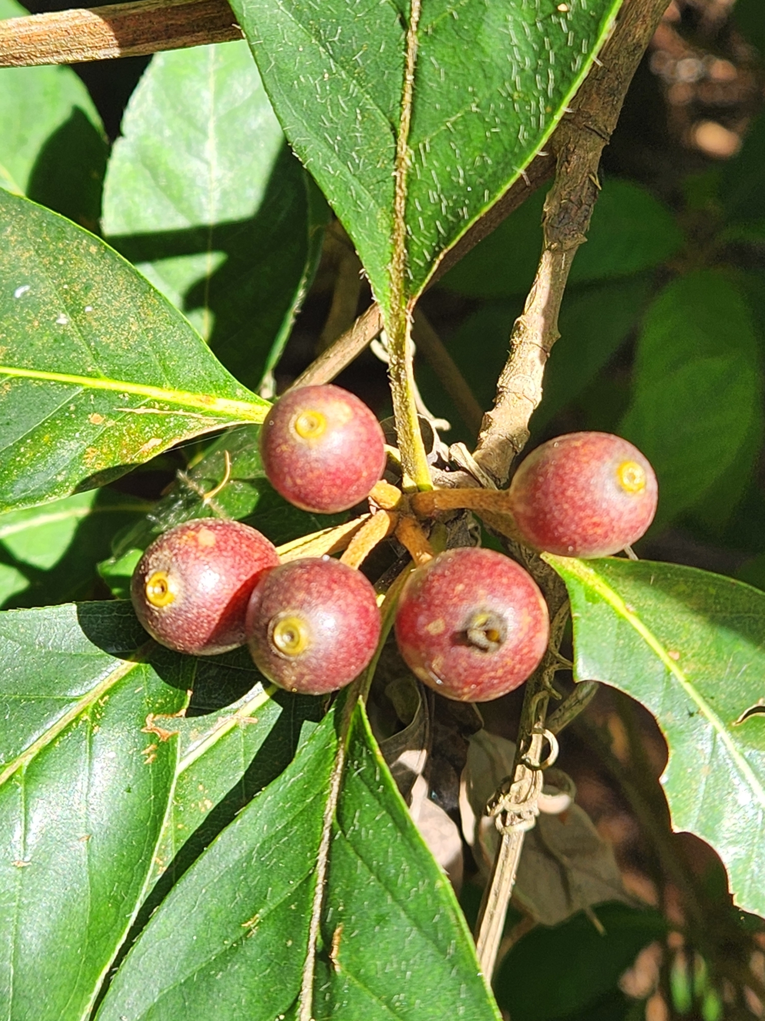 Photo of Amaioua guianensis (1/9)