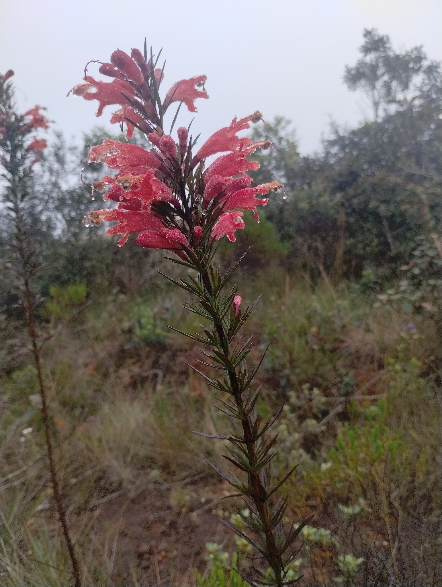 Photo of Esterhazya splendida (8/10)