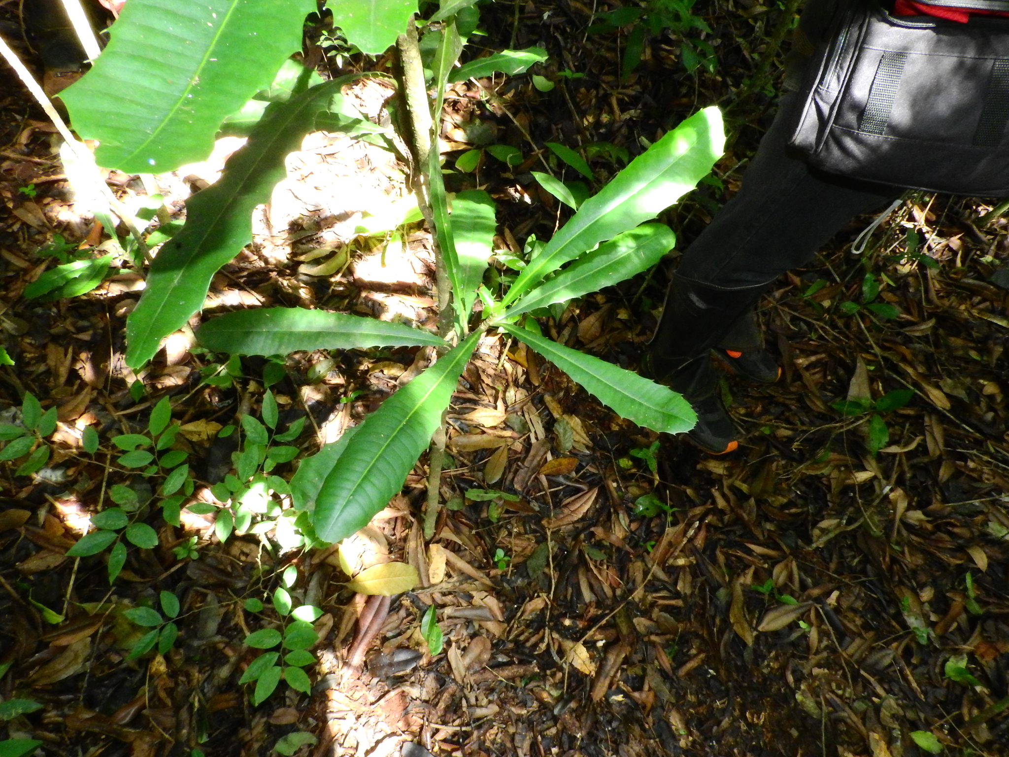 Photo of Pachystroma longifolium (1/7)