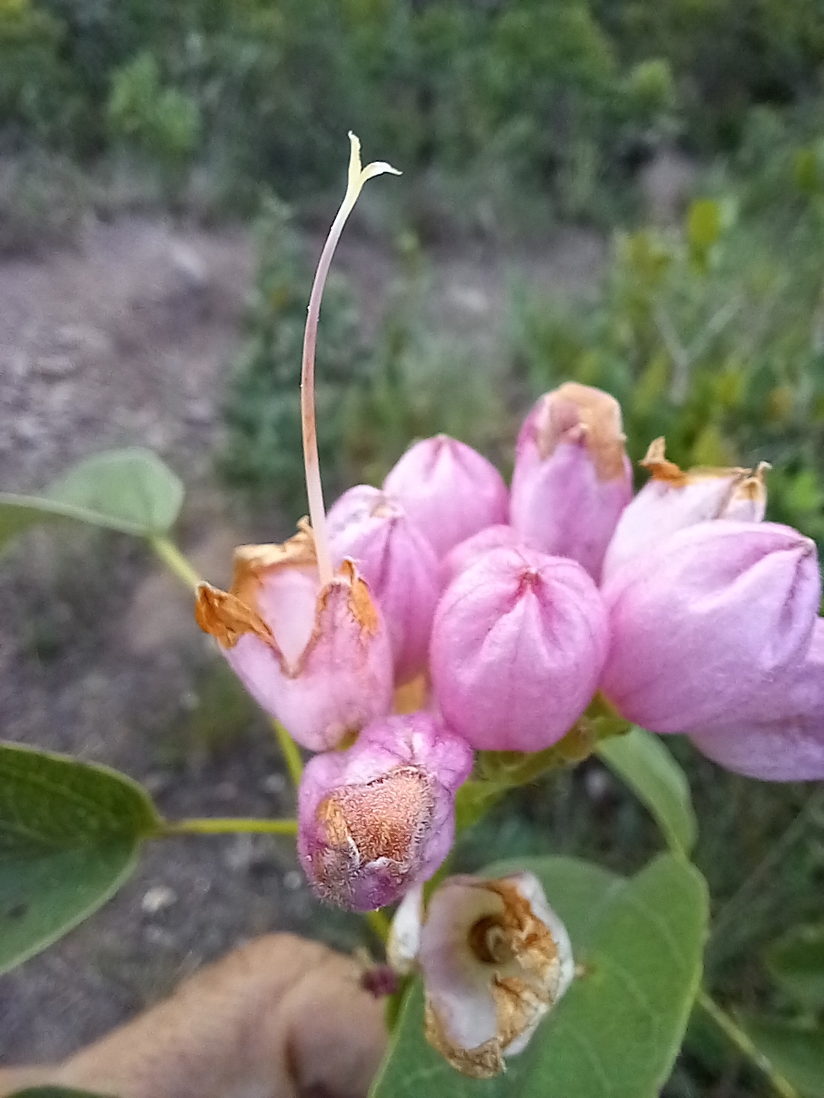 Photo of Cuspidaria (5/5)