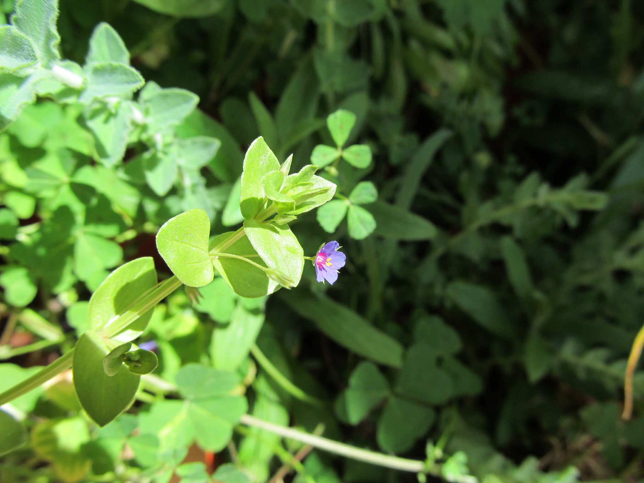 Photo of Blue Scarlet Pimpernel (4/12)