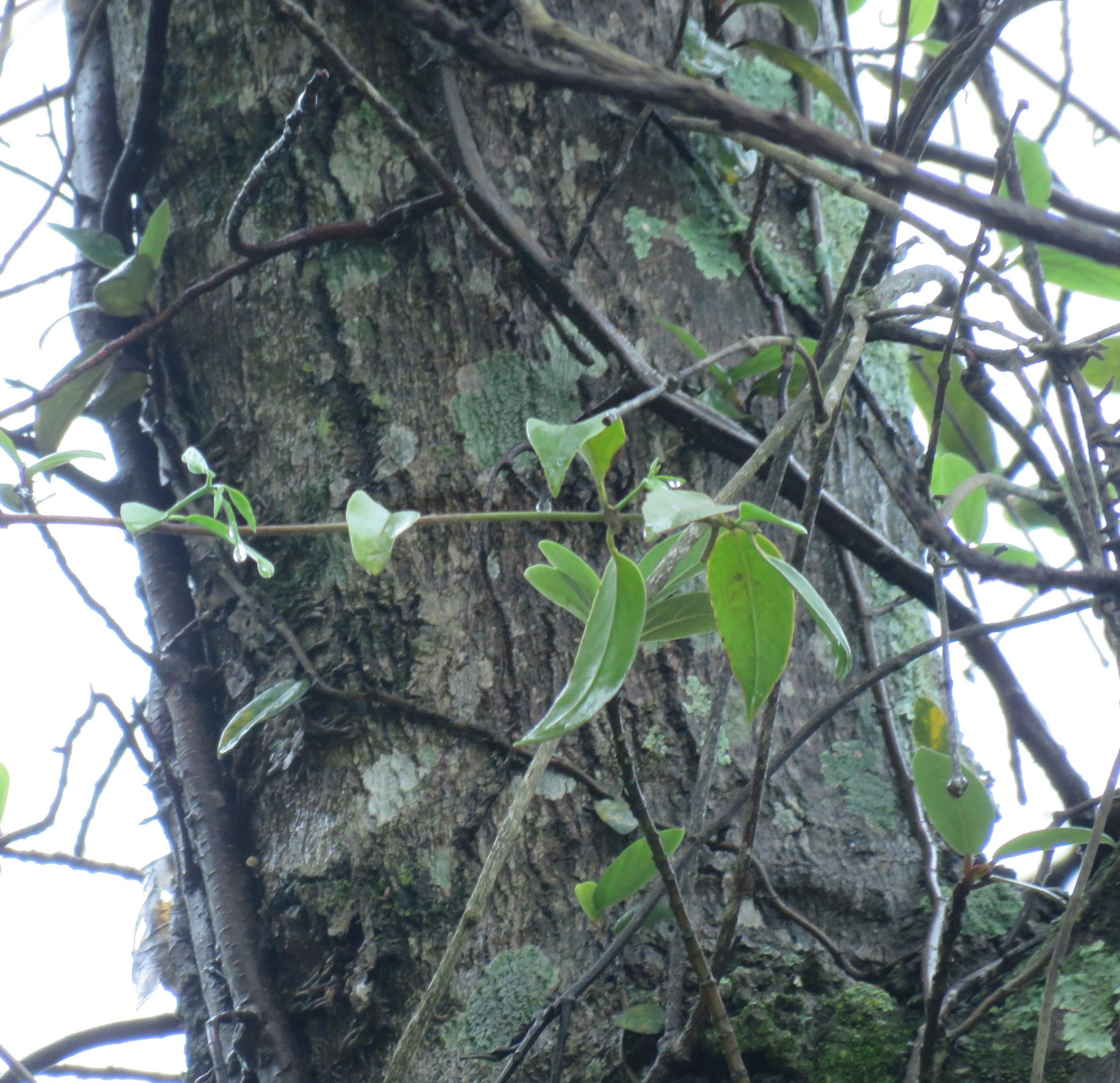 Photo of Magnoliopsida (4/7)
