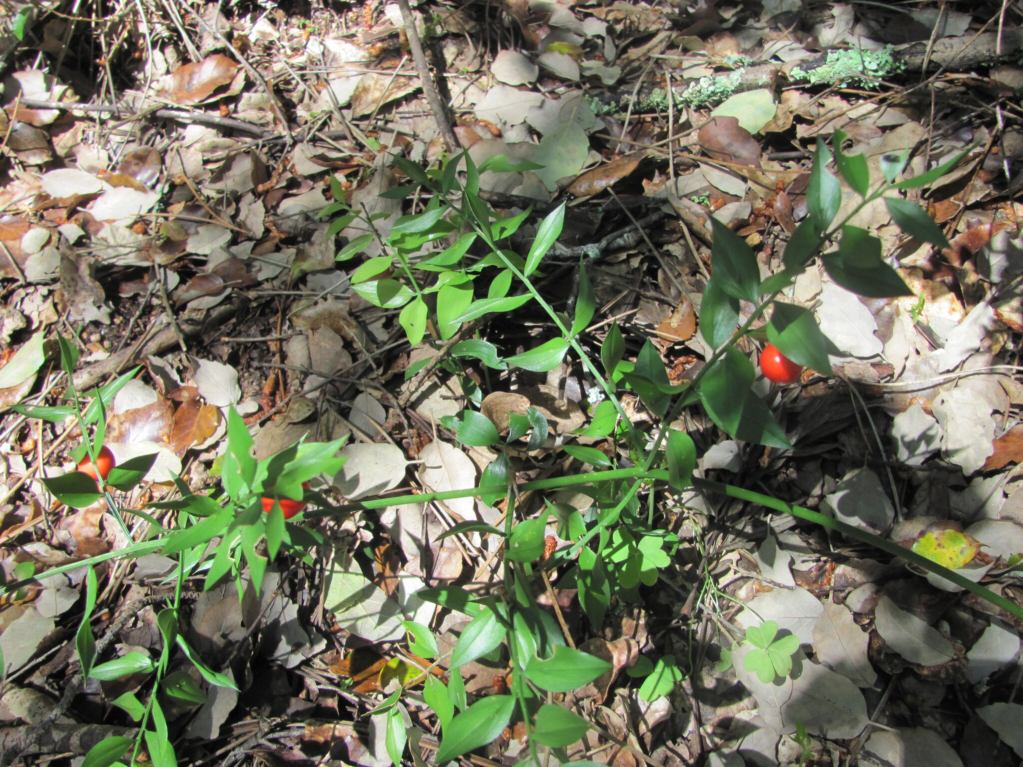 Photo of butcher's-broom (5/7)