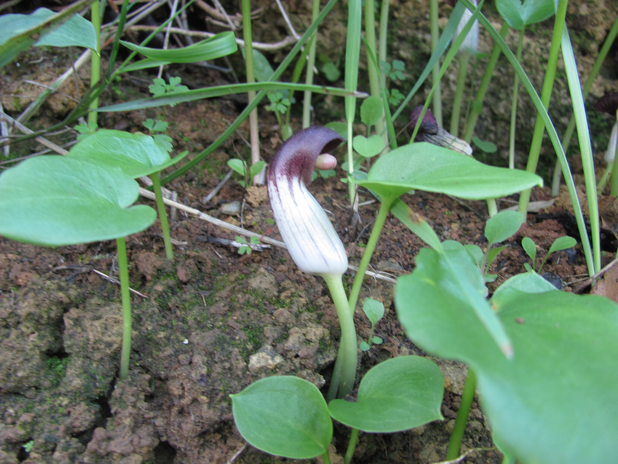 Photo of Arisarum simorrhinum (1/12)