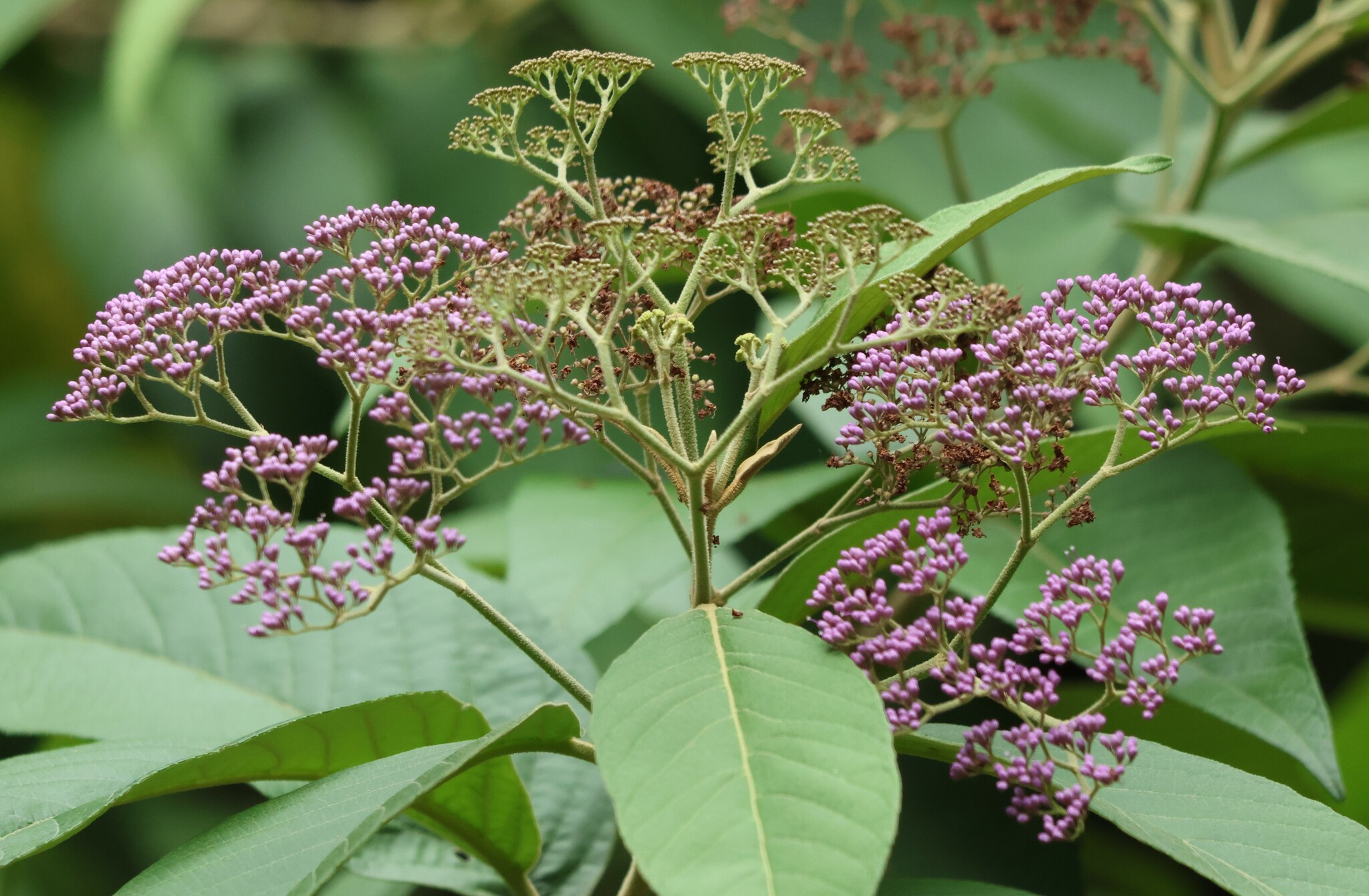 Photo of Magnoliopsida (1/5)