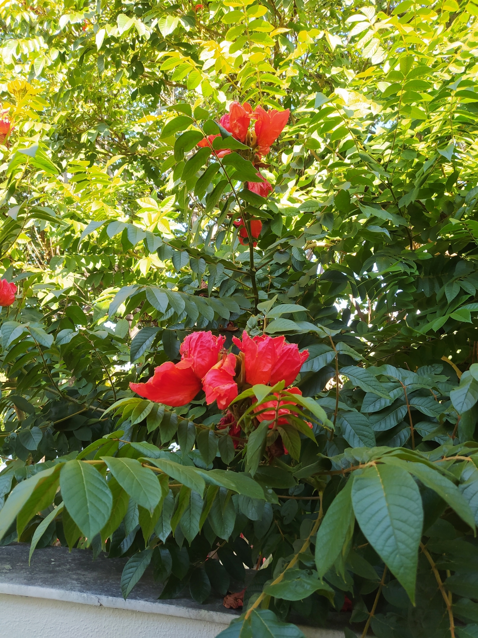 Photo of African tulip tree (4/12)