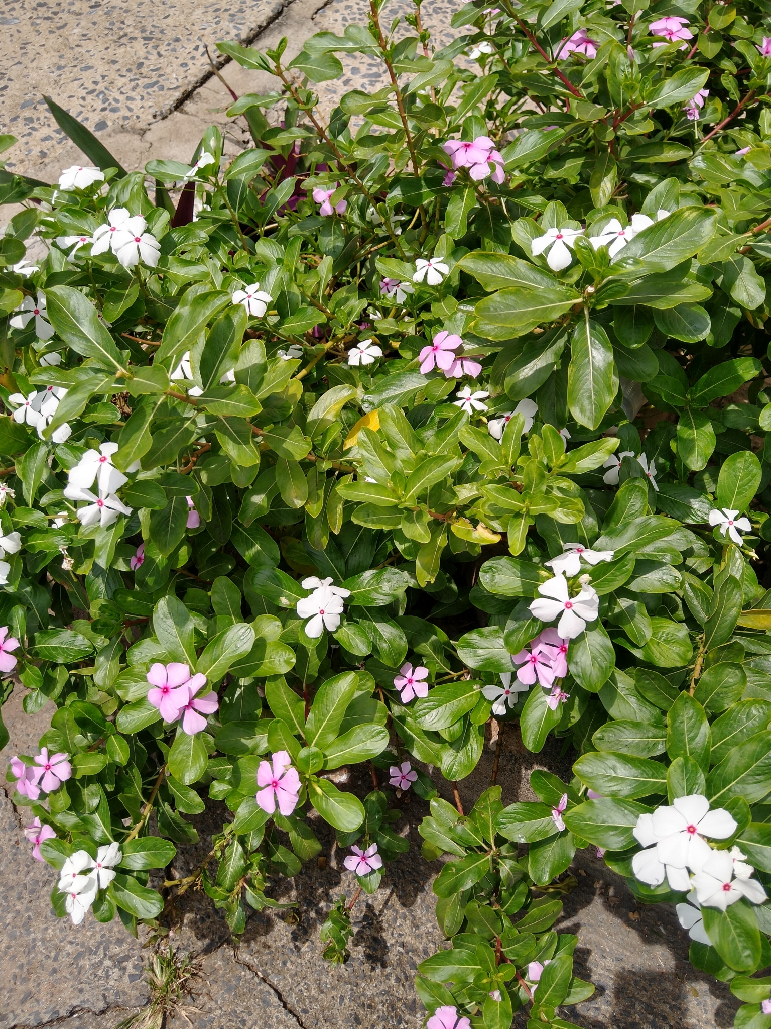 Photo of Madagascar Periwinkle (10/12)