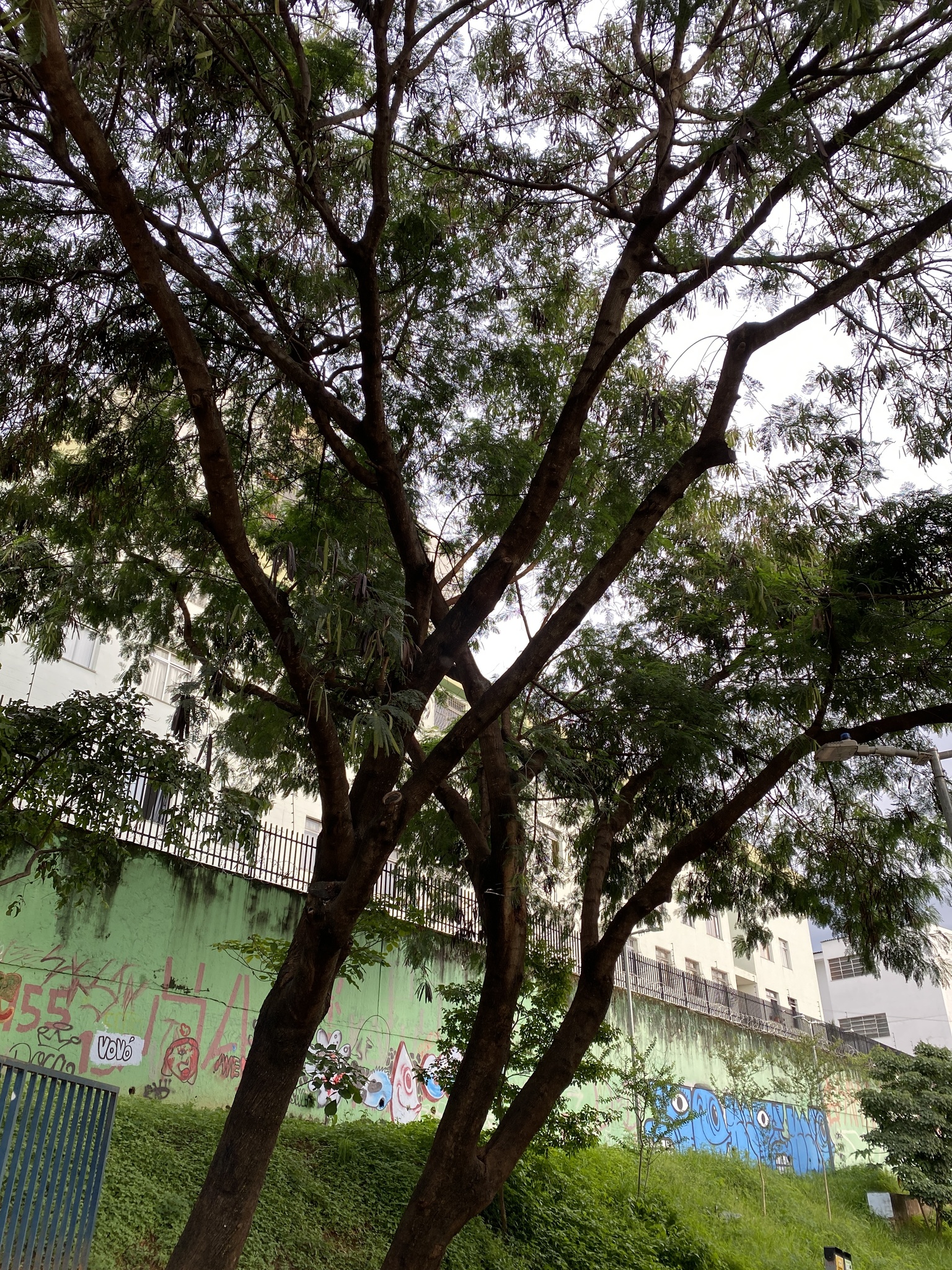 Photo of White leadtree (10/12)