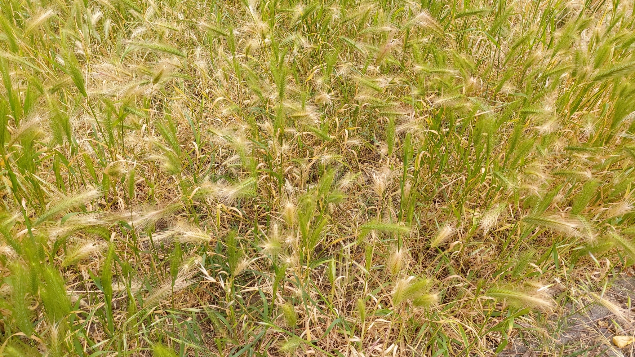 Photo of wall barley (1/12)