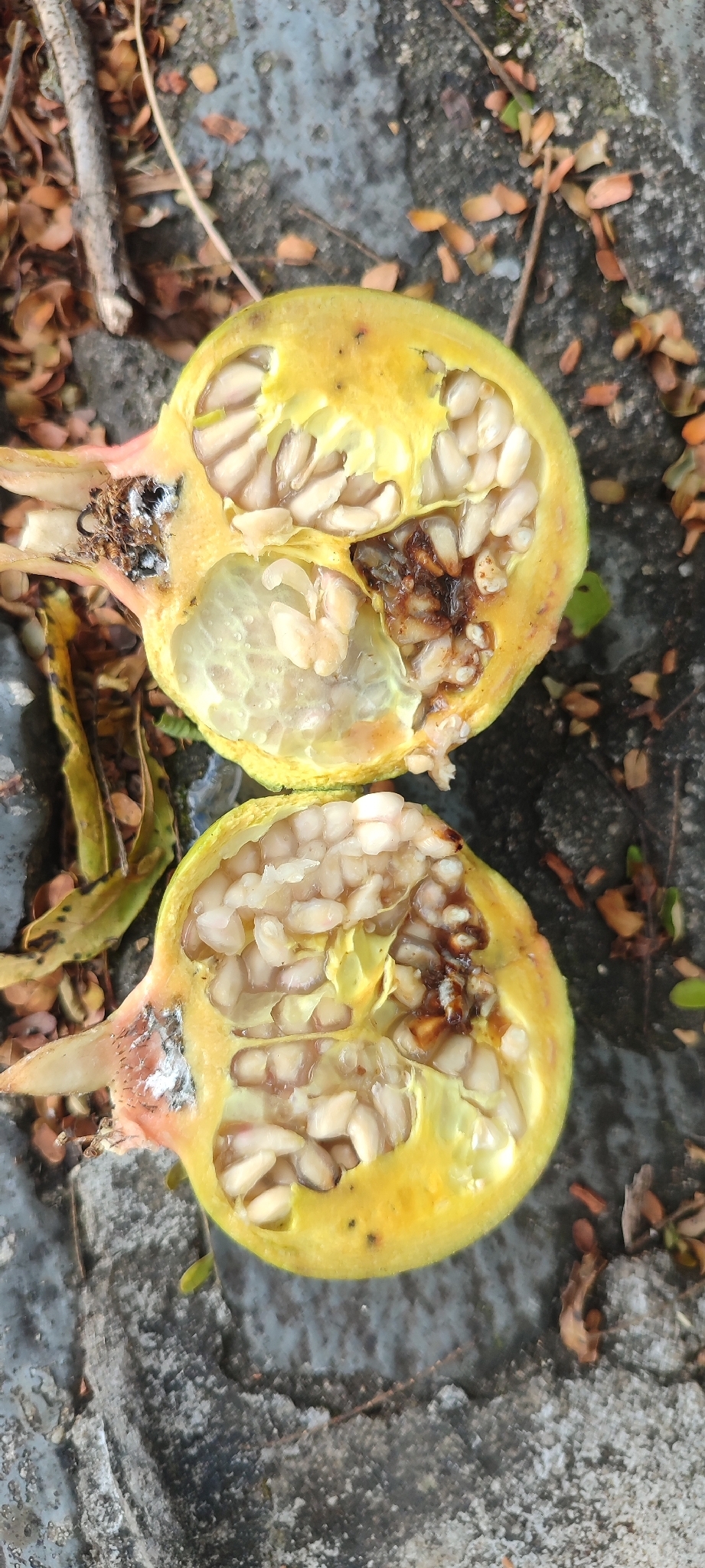 Photo of pomegranate (1/9)