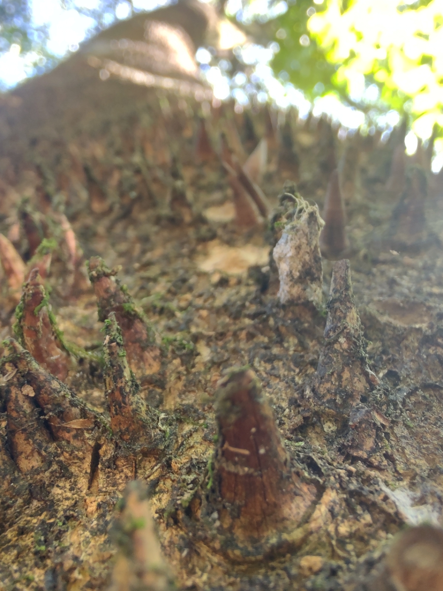 Photo of Angiospermae (3/6)