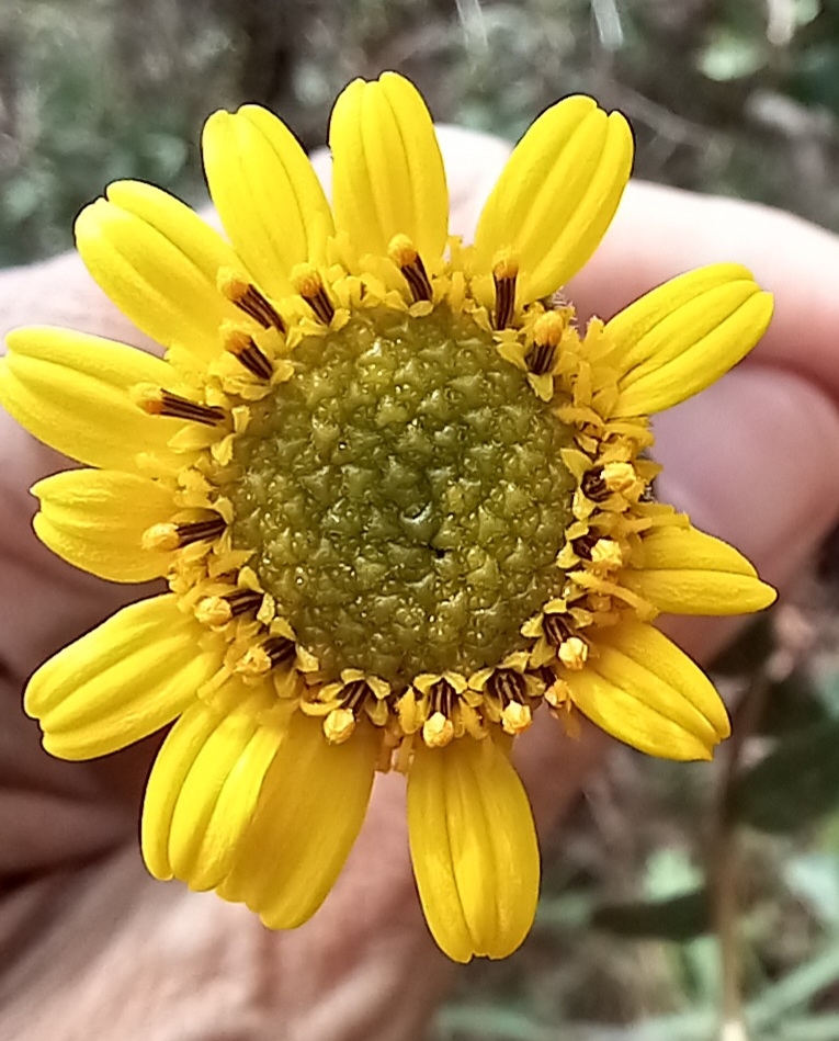 Photo of Aldama robusta (4/12)
