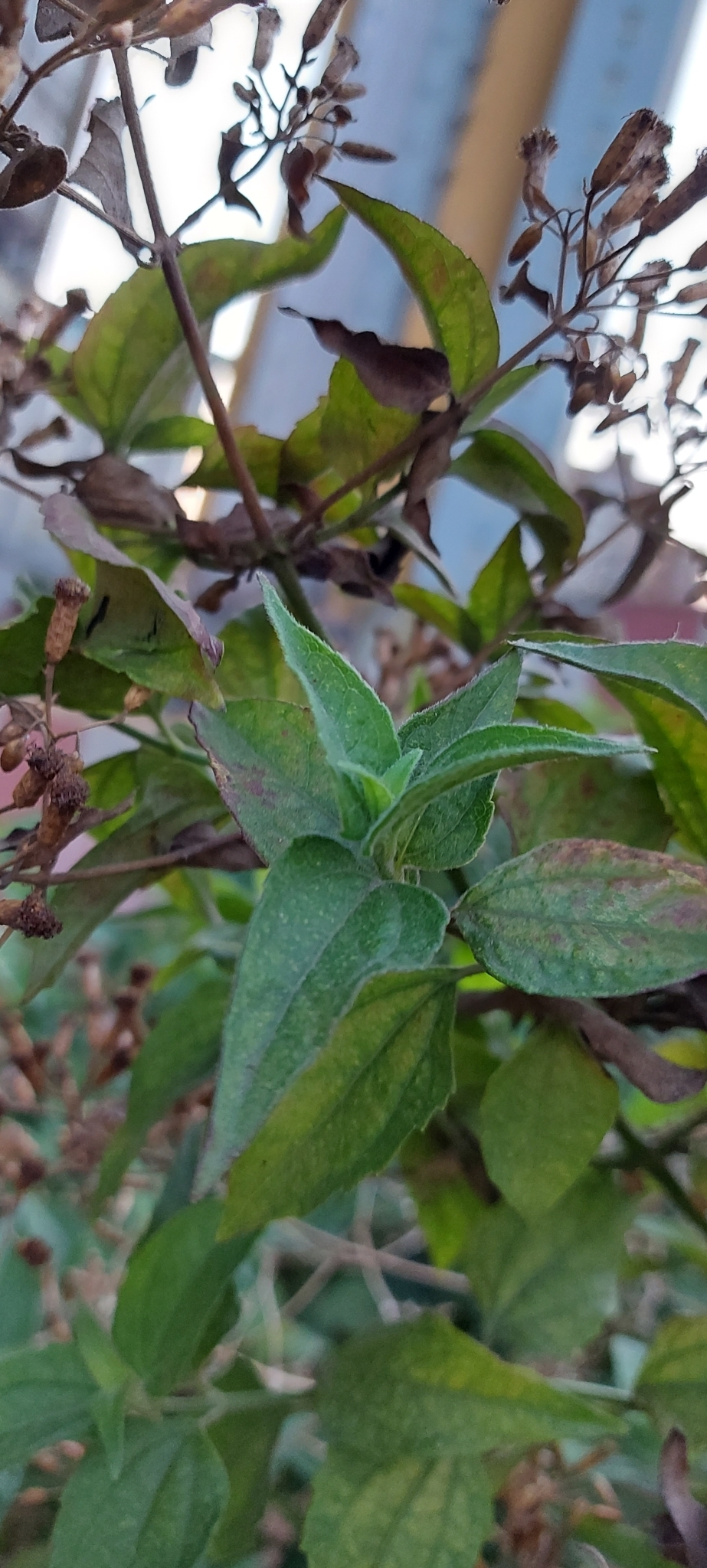 Photo of Siam weed (2/7)