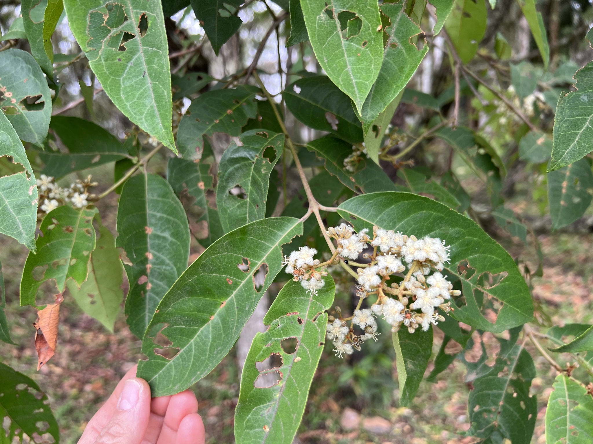 Photo of Malpighiales (5/7)
