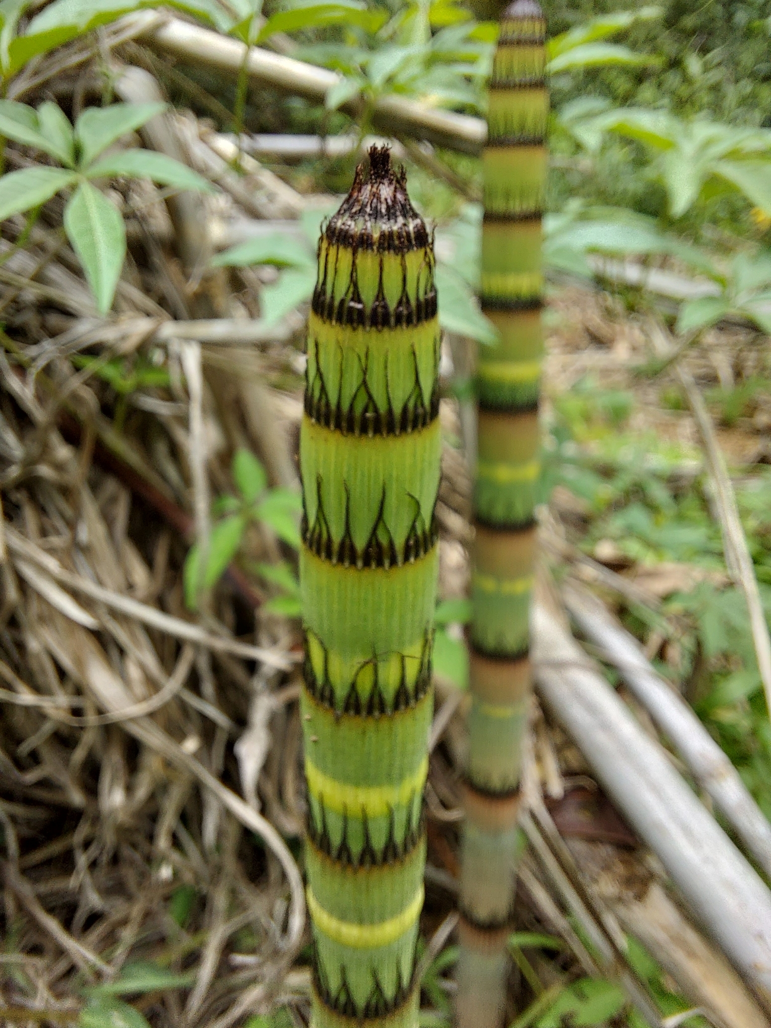Photo of Equisetum (4/6)