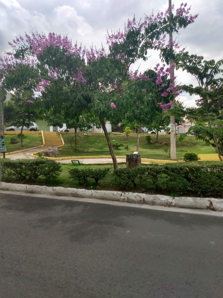 Photo of Giant Crepe-myrtle (4/7)