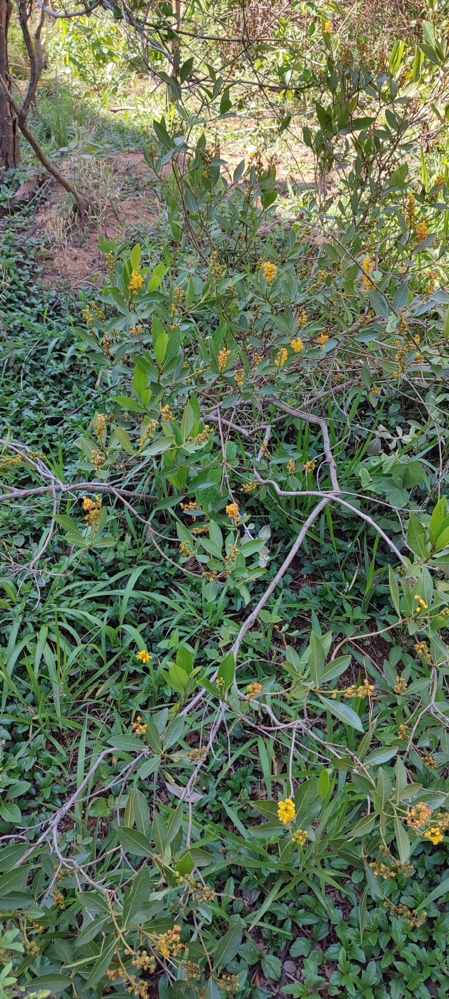 Photo of Byrsonima intermedia (10/11)