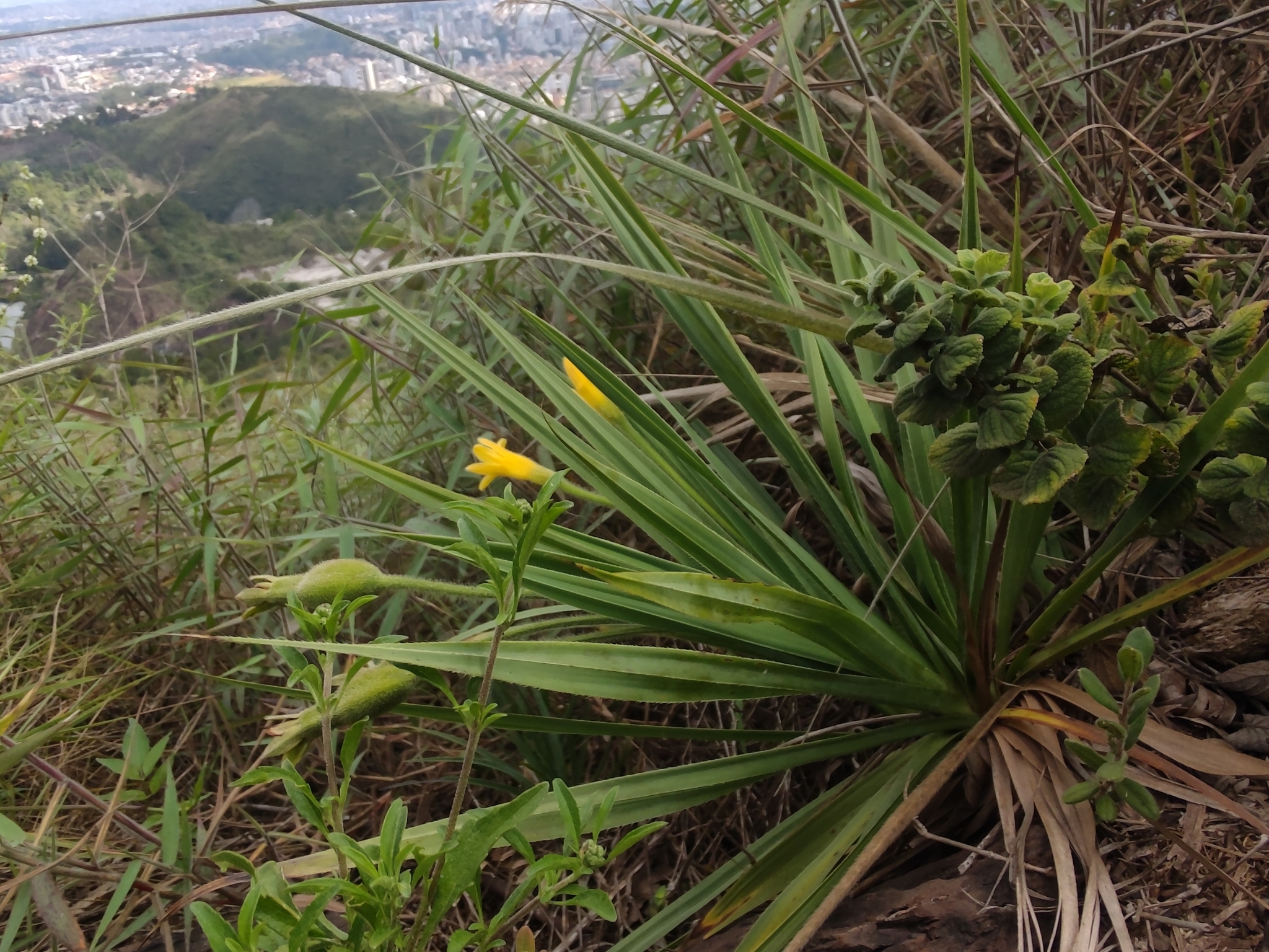 Photo of Barbacenia (1/7)