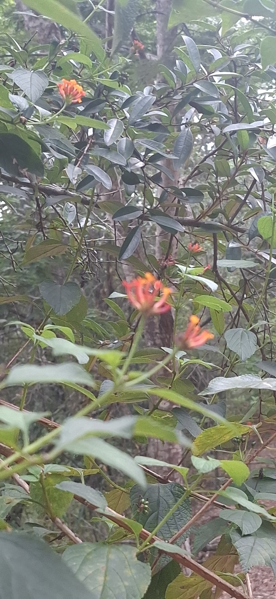 Photo of common lantana (5/8)