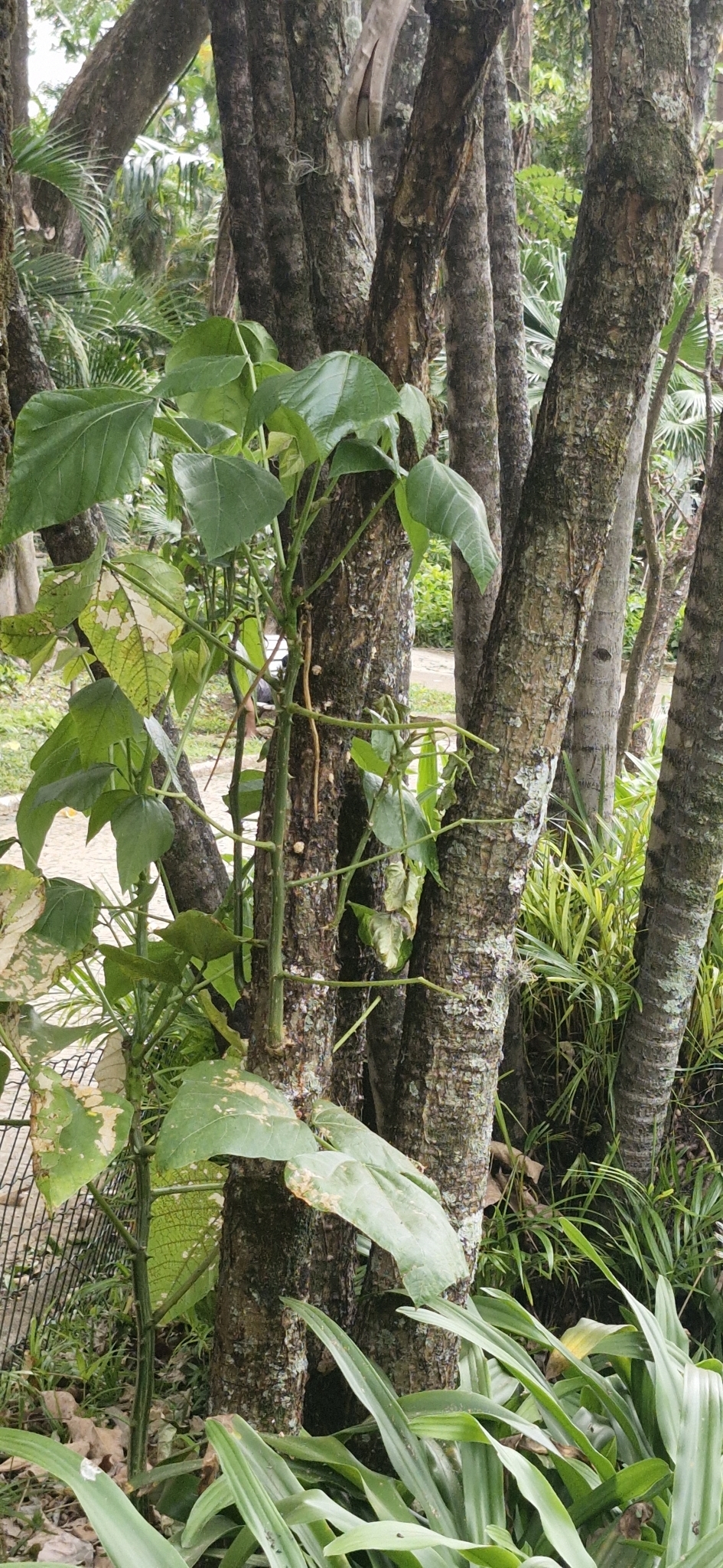 Photo of Magnoliopsida (6/6)